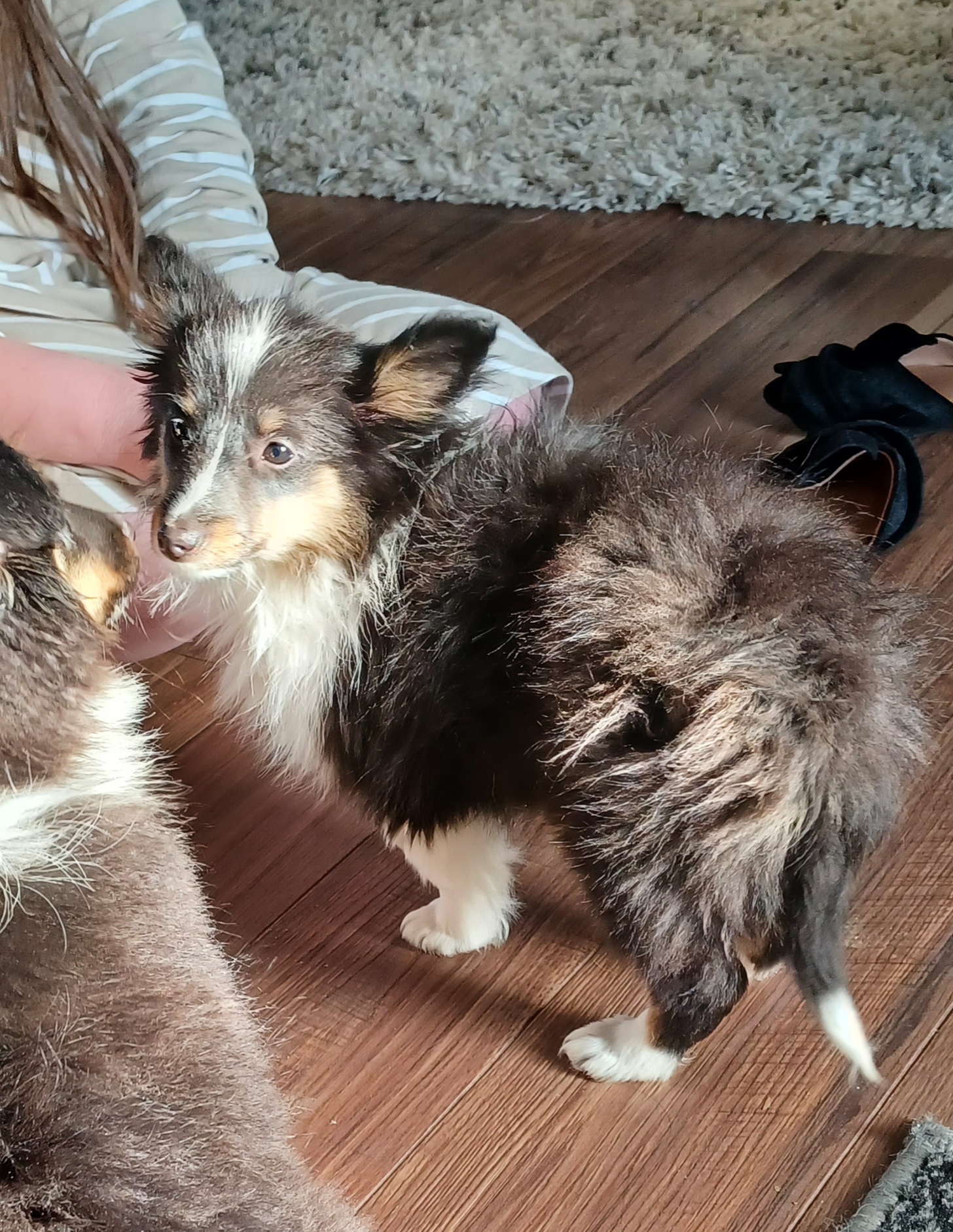 puppy, for, sale, Shetland Sheepdog, Pam  Knapp, dog, breeder, Prim, AR, dog-breeder, puppy-for-sale, forsale, nearby, find, puppyfind, locator, puppylocator, aca