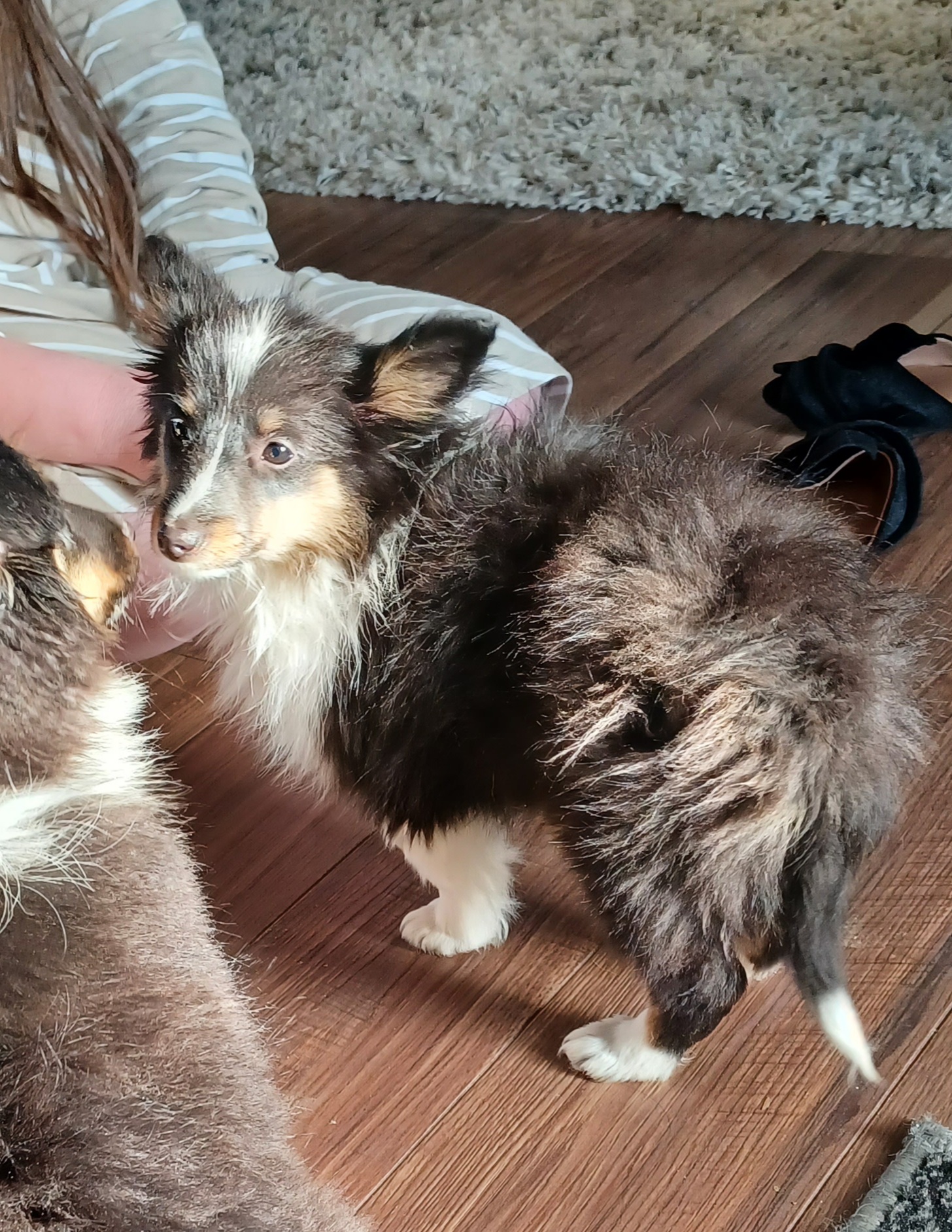 puppy, for, sale, Shetland Sheepdog, Pam  Knapp, dog, breeder, Prim, AR, dog-breeder, puppy-for-sale, forsale, nearby, find, puppyfind, locator, puppylocator, aca