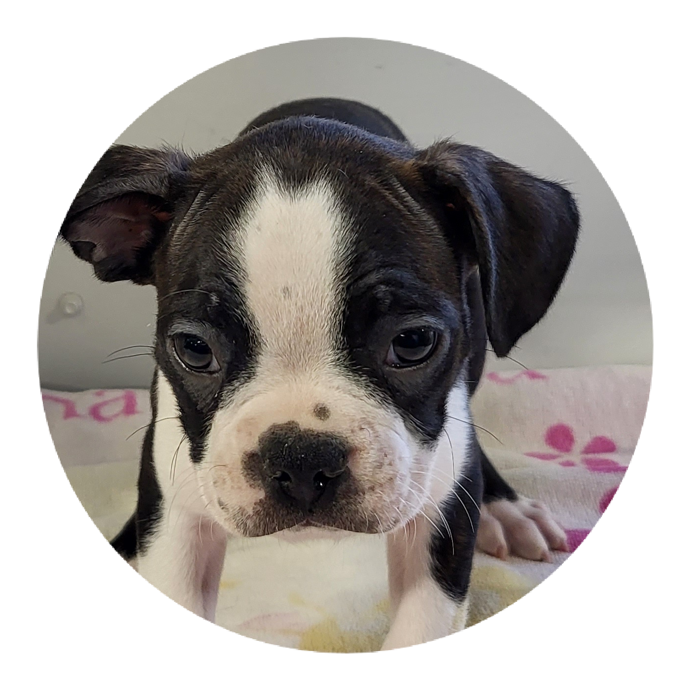 puppy, for, sale, Boston Terrier, Gayle  Baker, dog, breeder, Minneapolis, KS, dog-breeder, puppy-for-sale, forsale, nearby, find, puppyfind, locator, puppylocator, aca