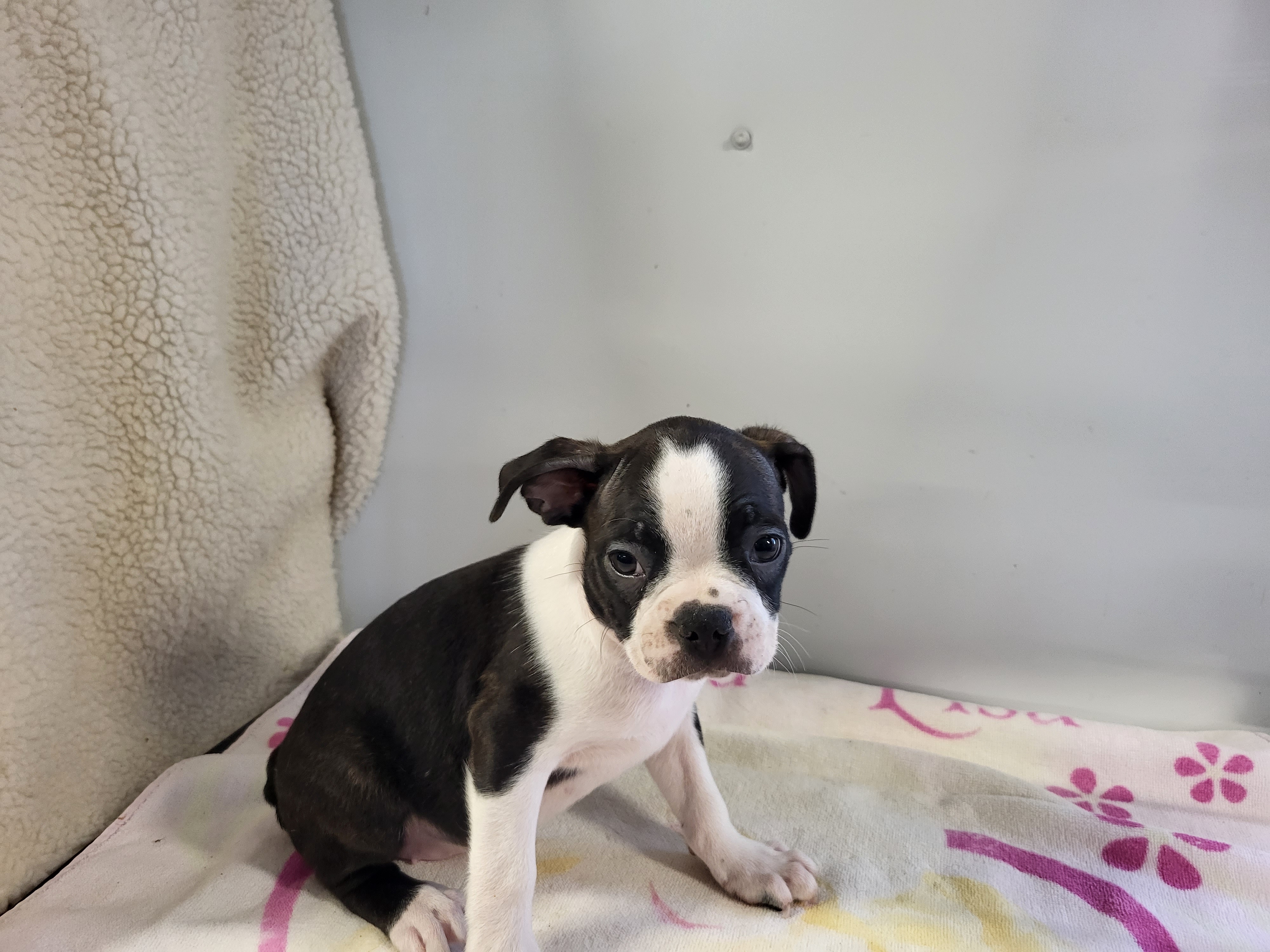 puppy, for, sale, Boston Terrier, Gayle  Baker, dog, breeder, Minneapolis, KS, dog-breeder, puppy-for-sale, forsale, nearby, find, puppyfind, locator, puppylocator, aca