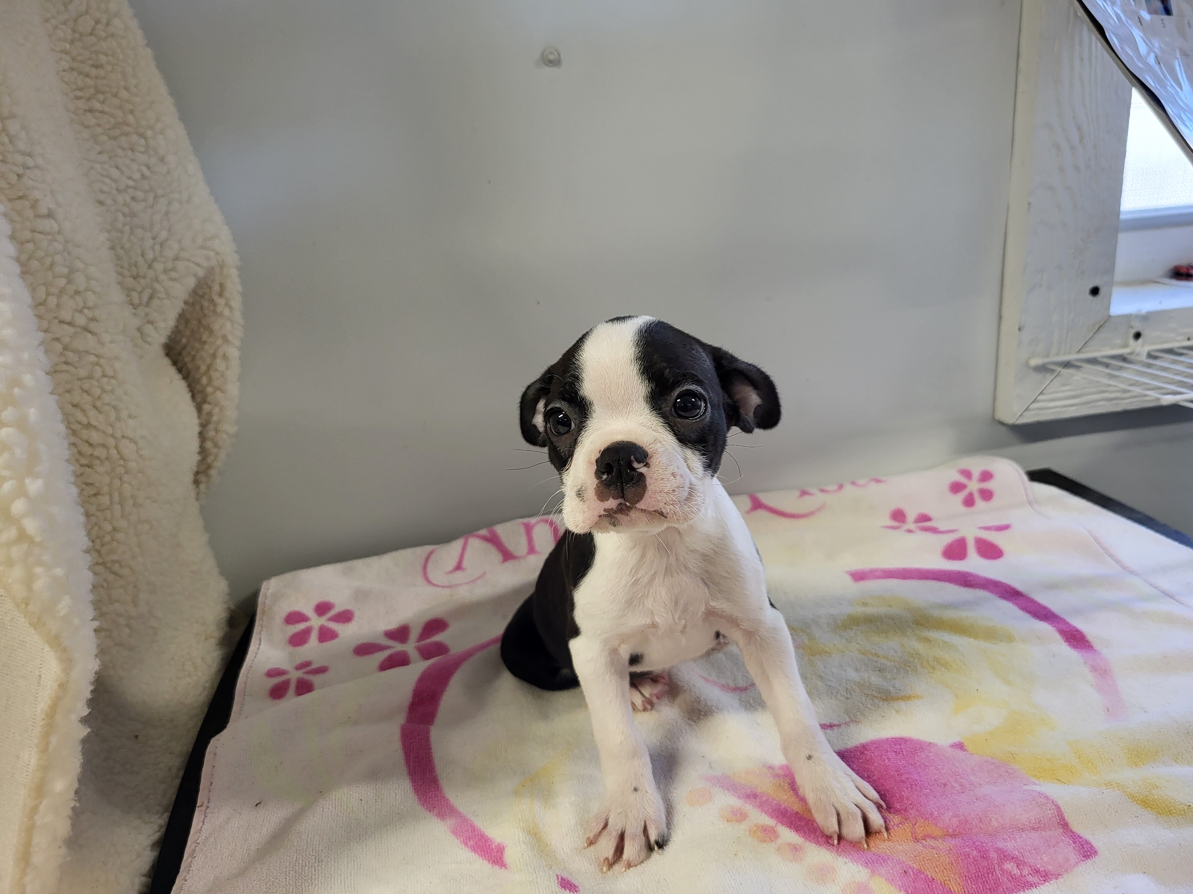 puppy, for, sale, Boston Terrier, Gayle  Baker, dog, breeder, Minneapolis, KS, dog-breeder, puppy-for-sale, forsale, nearby, find, puppyfind, locator, puppylocator, aca