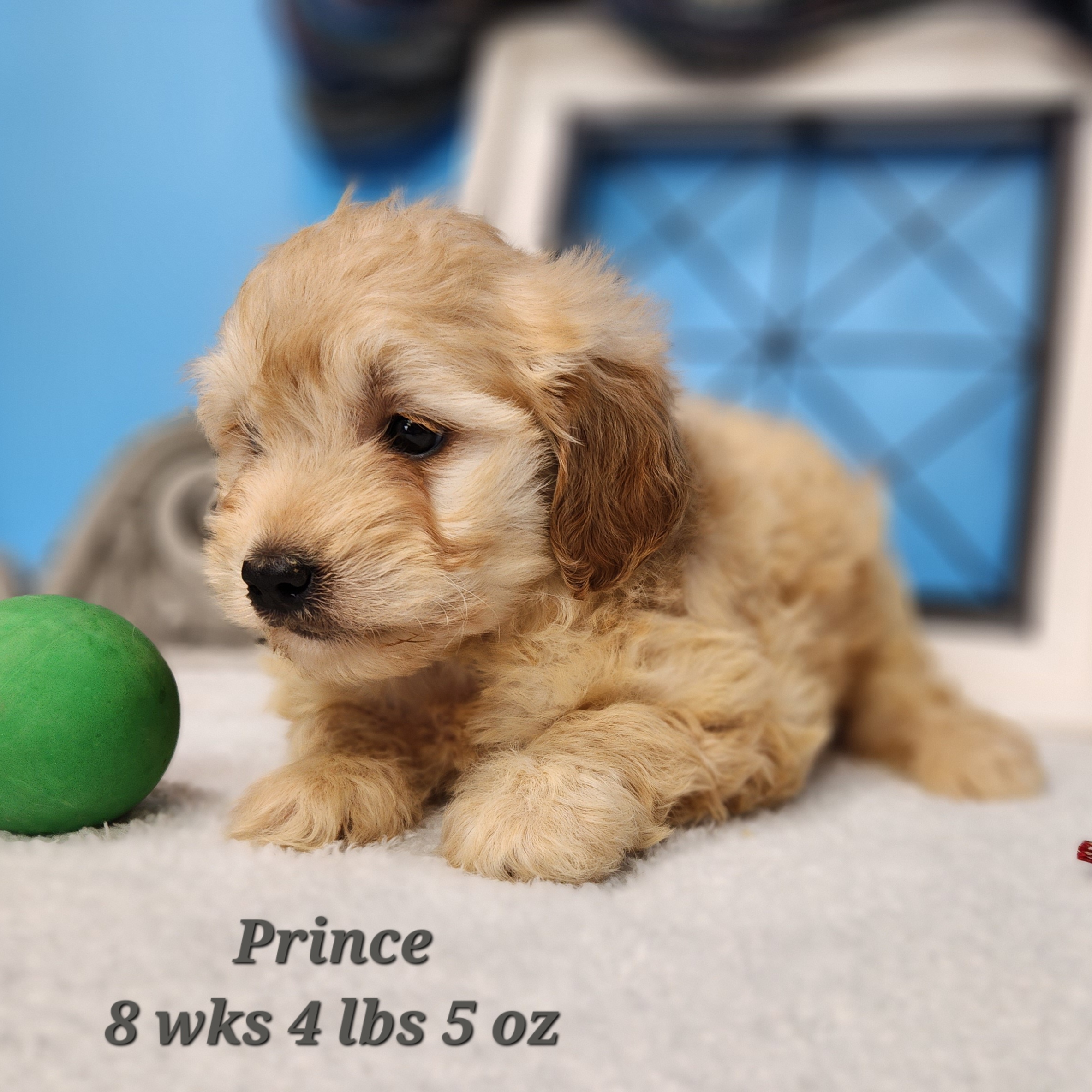 puppy, for, sale, Goldendoodle Mini F1B, Milton  Lewis, dog, breeder, Newport, NE, dog-breeder, puppy-for-sale, forsale, nearby, find, puppyfind, locator, puppylocator, aca
