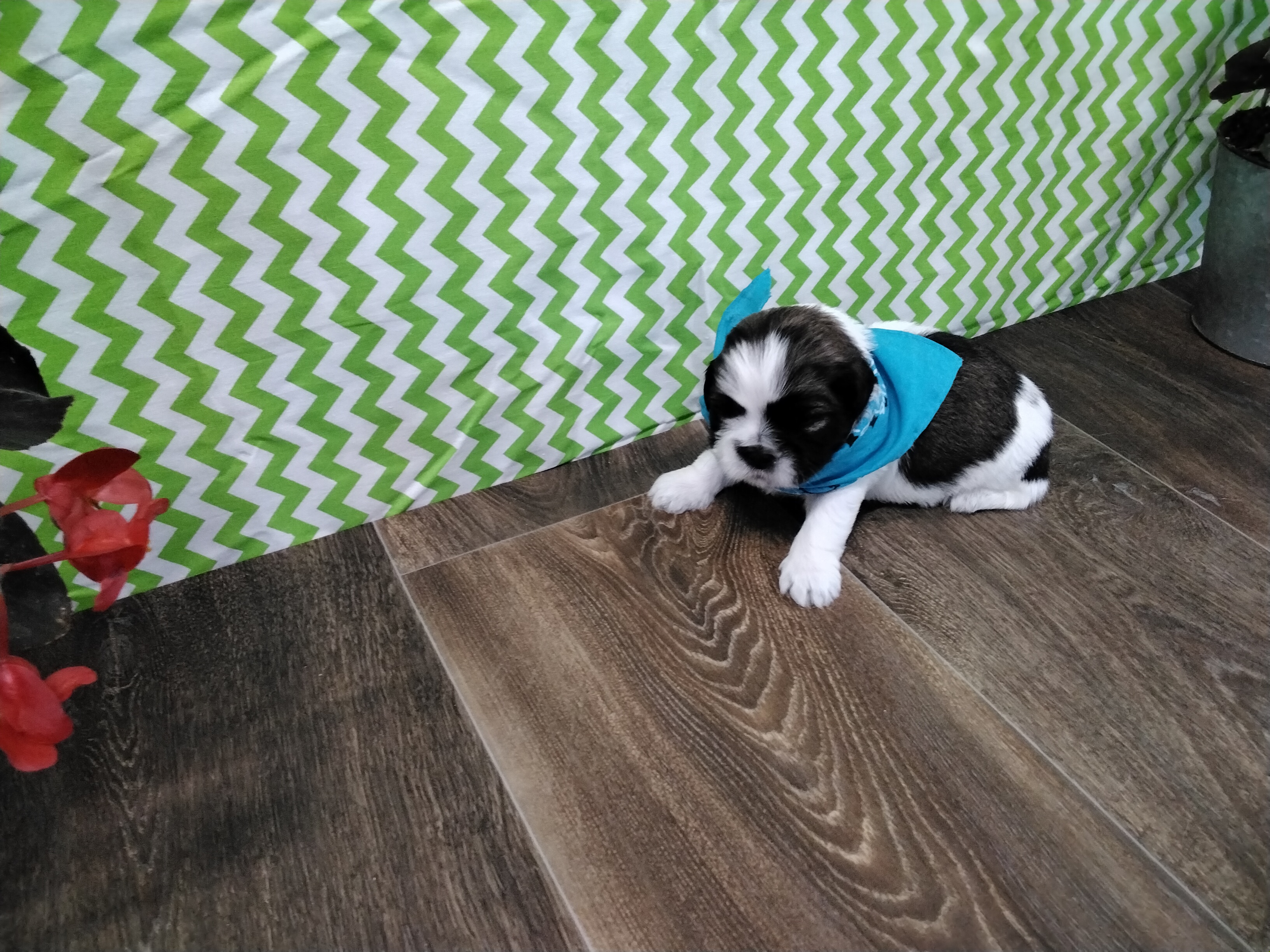 puppy, for, sale, Shih Tzu, Paul D. Blosser, dog, breeder, El Dorado Springs, MO, dog-breeder, puppy-for-sale, forsale, nearby, find, puppyfind, locator, puppylocator, aca