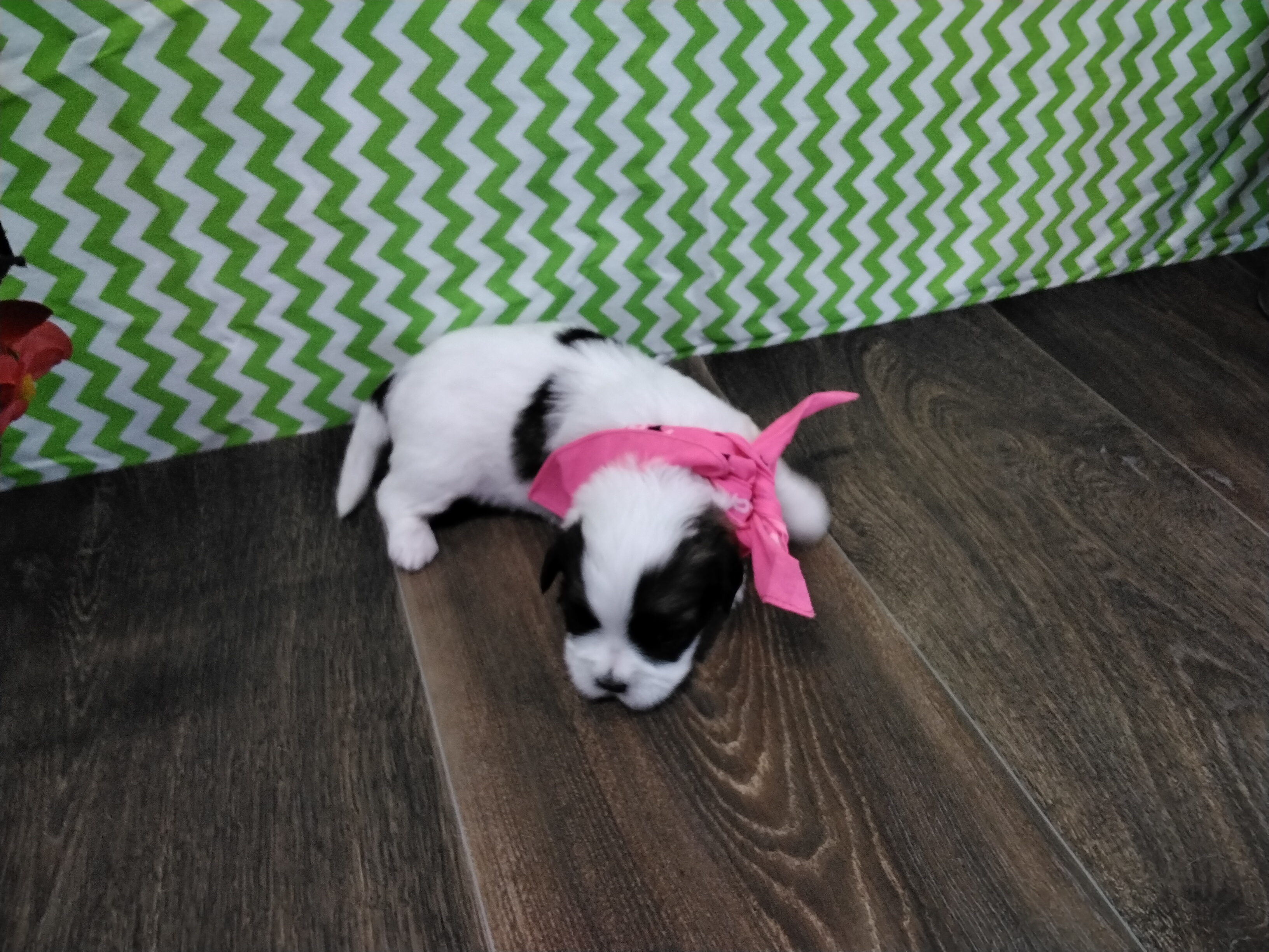 puppy, for, sale, Shih Tzu, Paul D. Blosser, dog, breeder, El Dorado Springs, MO, dog-breeder, puppy-for-sale, forsale, nearby, find, puppyfind, locator, puppylocator, aca