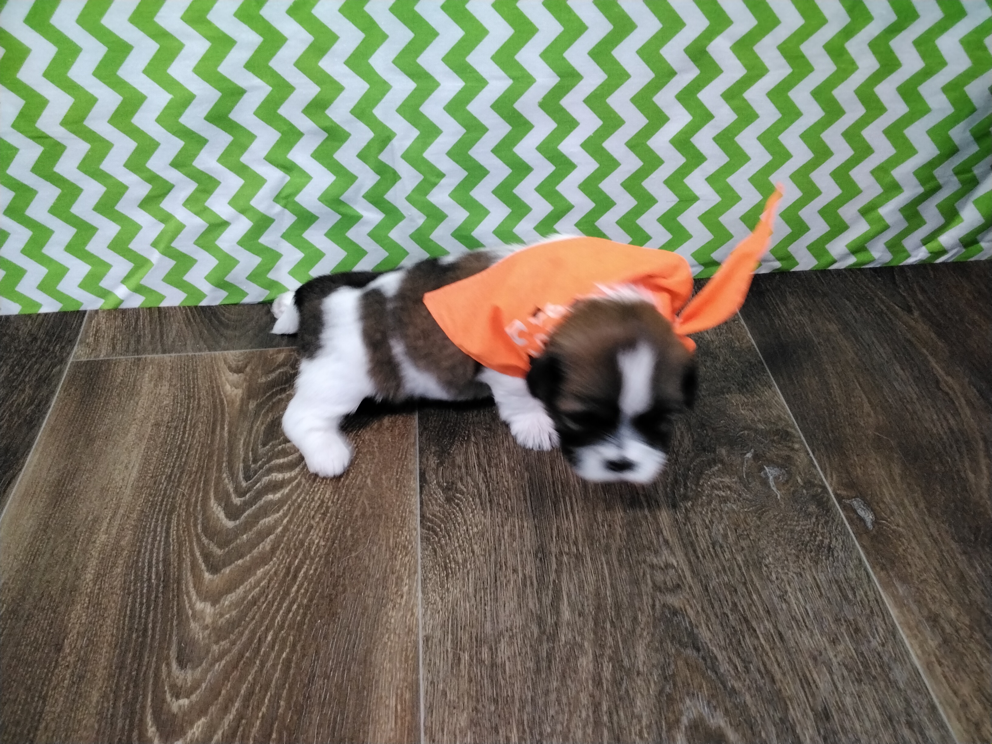 puppy, for, sale, Shih Tzu, Paul D. Blosser, dog, breeder, El Dorado Springs, MO, dog-breeder, puppy-for-sale, forsale, nearby, find, puppyfind, locator, puppylocator, aca