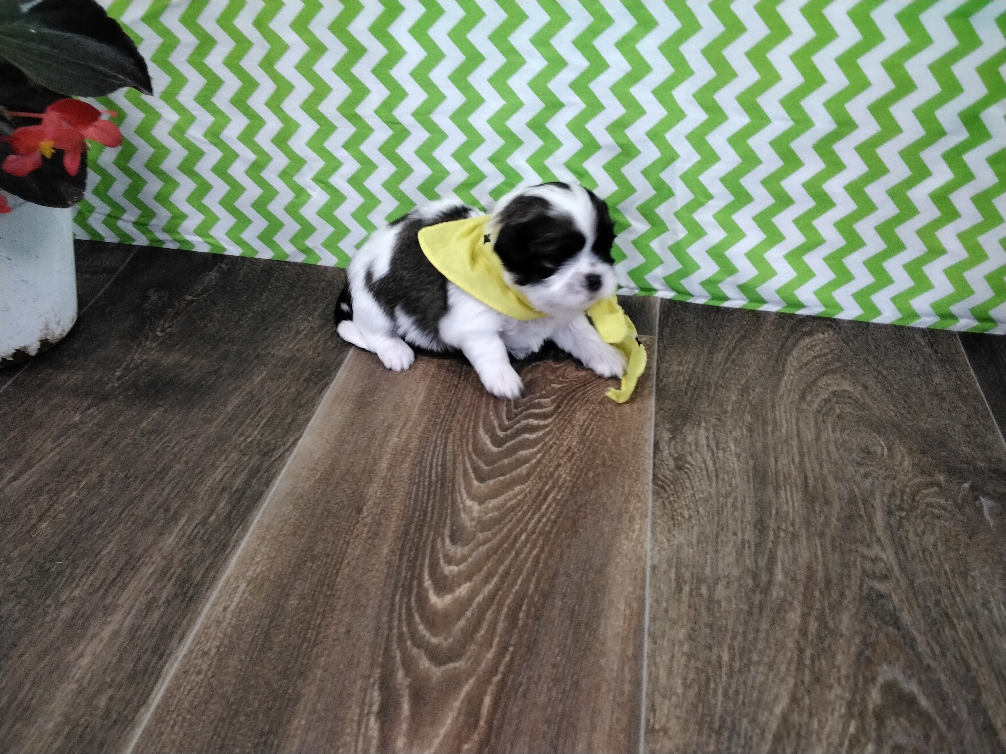 puppy, for, sale, Shih Tzu, Paul D. Blosser, dog, breeder, El Dorado Springs, MO, dog-breeder, puppy-for-sale, forsale, nearby, find, puppyfind, locator, puppylocator, aca