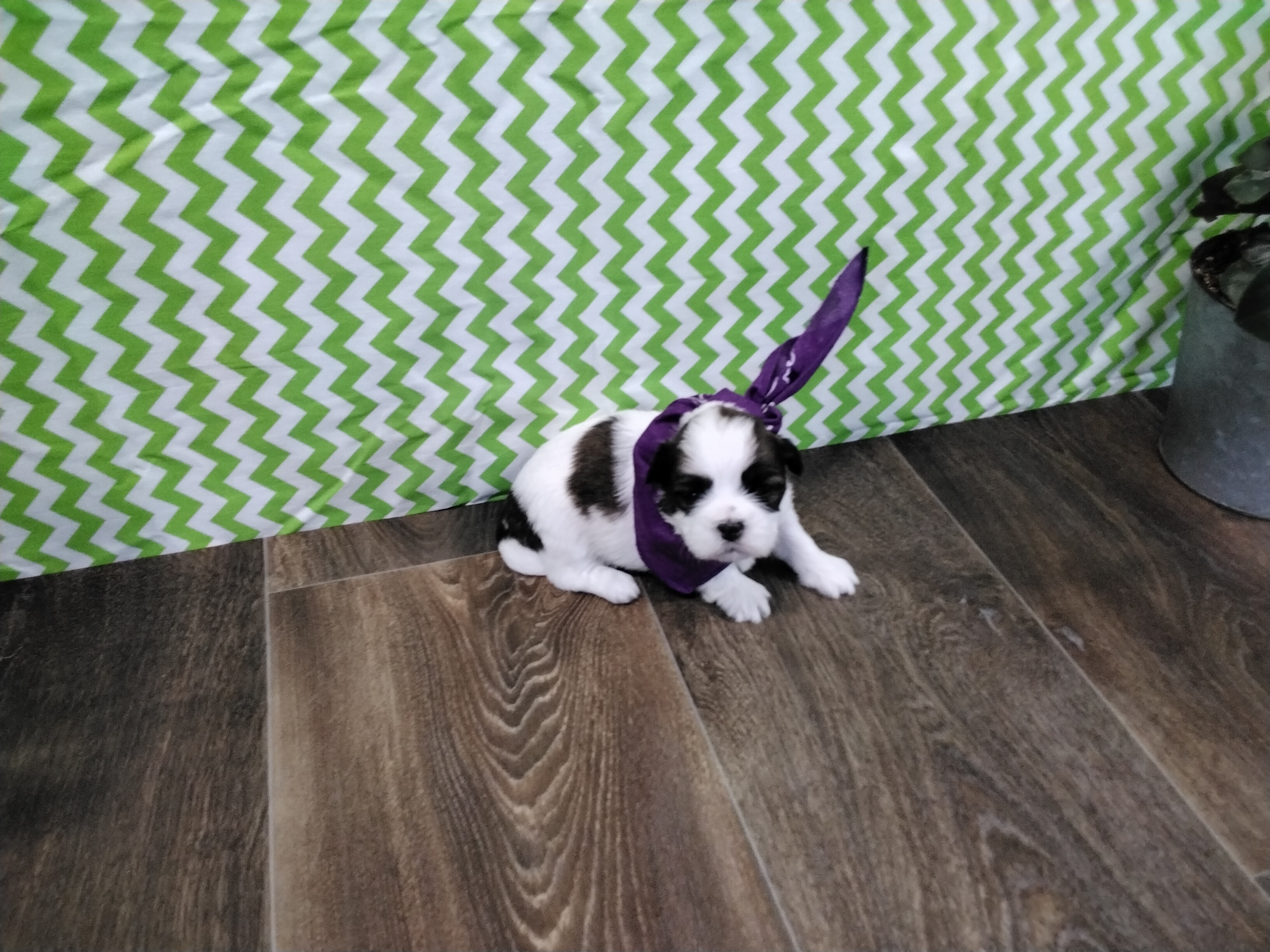 puppy, for, sale, Shih Tzu, Paul D. Blosser, dog, breeder, El Dorado Springs, MO, dog-breeder, puppy-for-sale, forsale, nearby, find, puppyfind, locator, puppylocator, aca