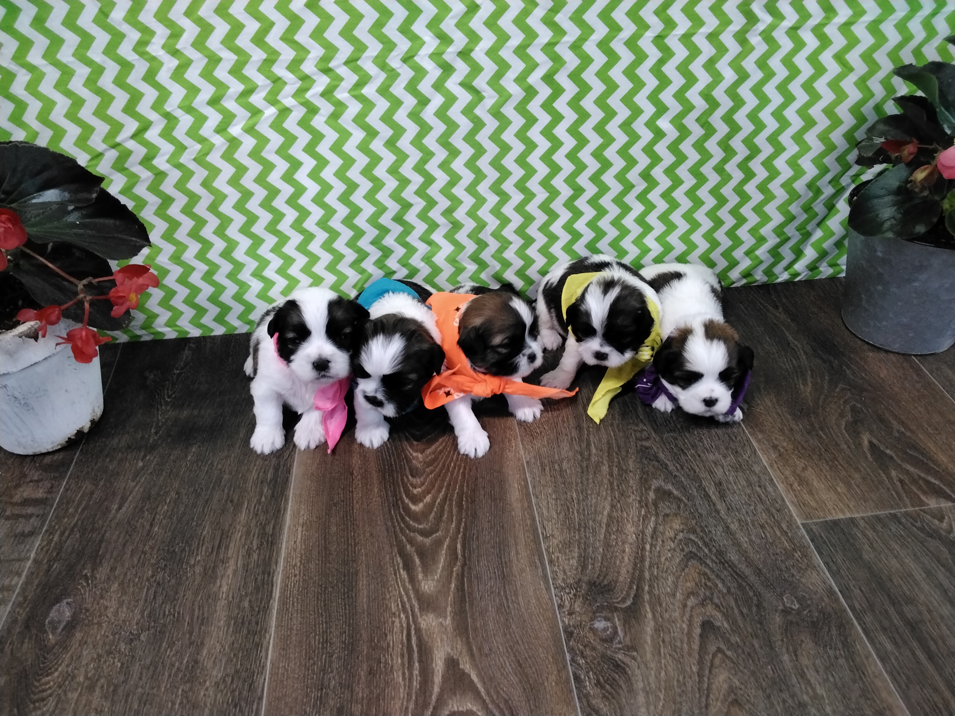 puppy, for, sale, Shih Tzu, Paul D. Blosser, dog, breeder, El Dorado Springs, MO, dog-breeder, puppy-for-sale, forsale, nearby, find, puppyfind, locator, puppylocator, aca