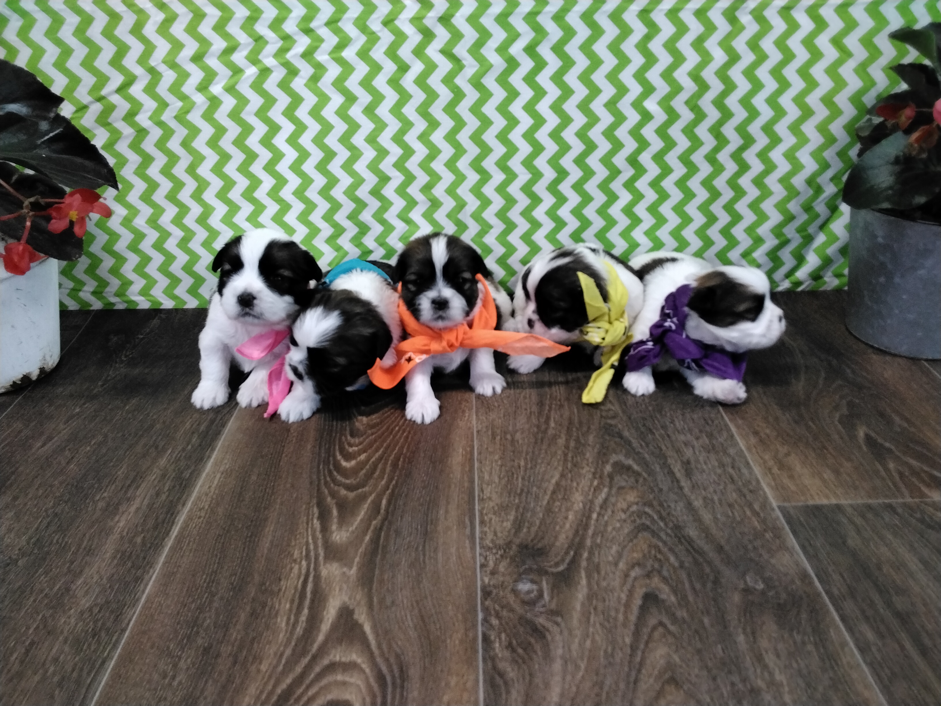 puppy, for, sale, Shih Tzu, Paul D. Blosser, dog, breeder, El Dorado Springs, MO, dog-breeder, puppy-for-sale, forsale, nearby, find, puppyfind, locator, puppylocator, aca