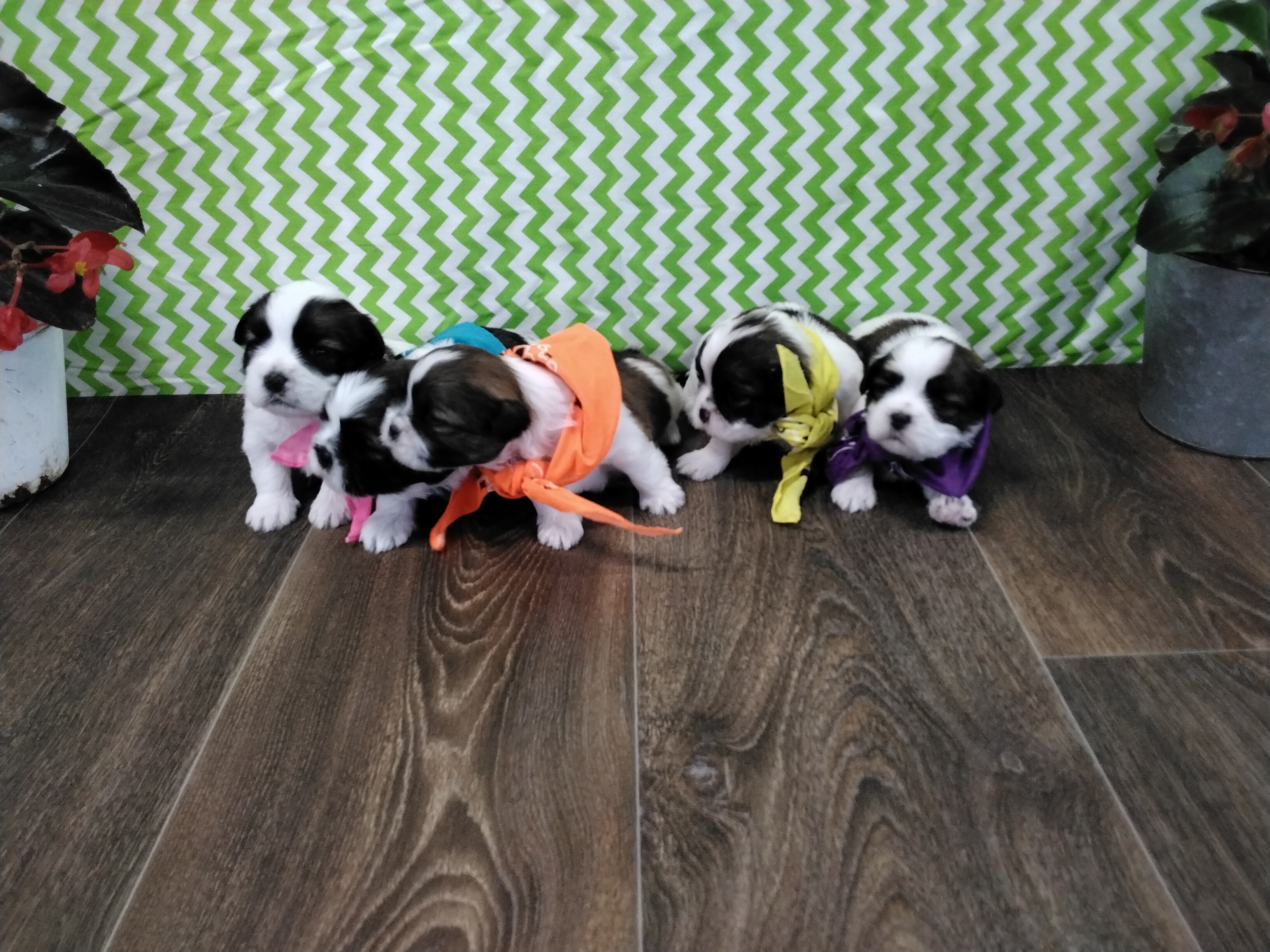 puppy, for, sale, Shih Tzu, Paul D. Blosser, dog, breeder, El Dorado Springs, MO, dog-breeder, puppy-for-sale, forsale, nearby, find, puppyfind, locator, puppylocator, aca