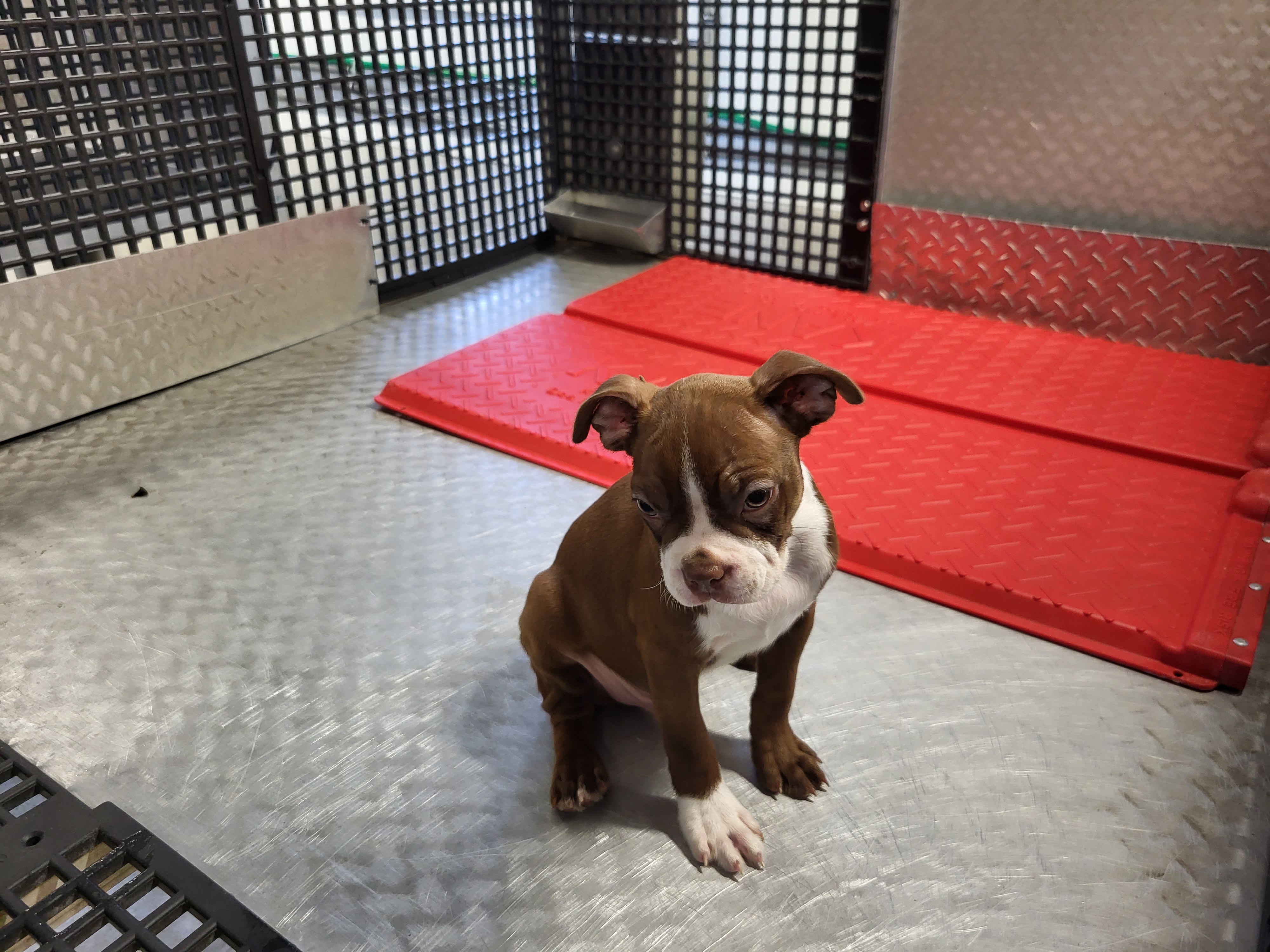 puppy, for, sale, Boston Terrier, Gayle  Baker, dog, breeder, Minneapolis, KS, dog-breeder, puppy-for-sale, forsale, nearby, find, puppyfind, locator, puppylocator, aca