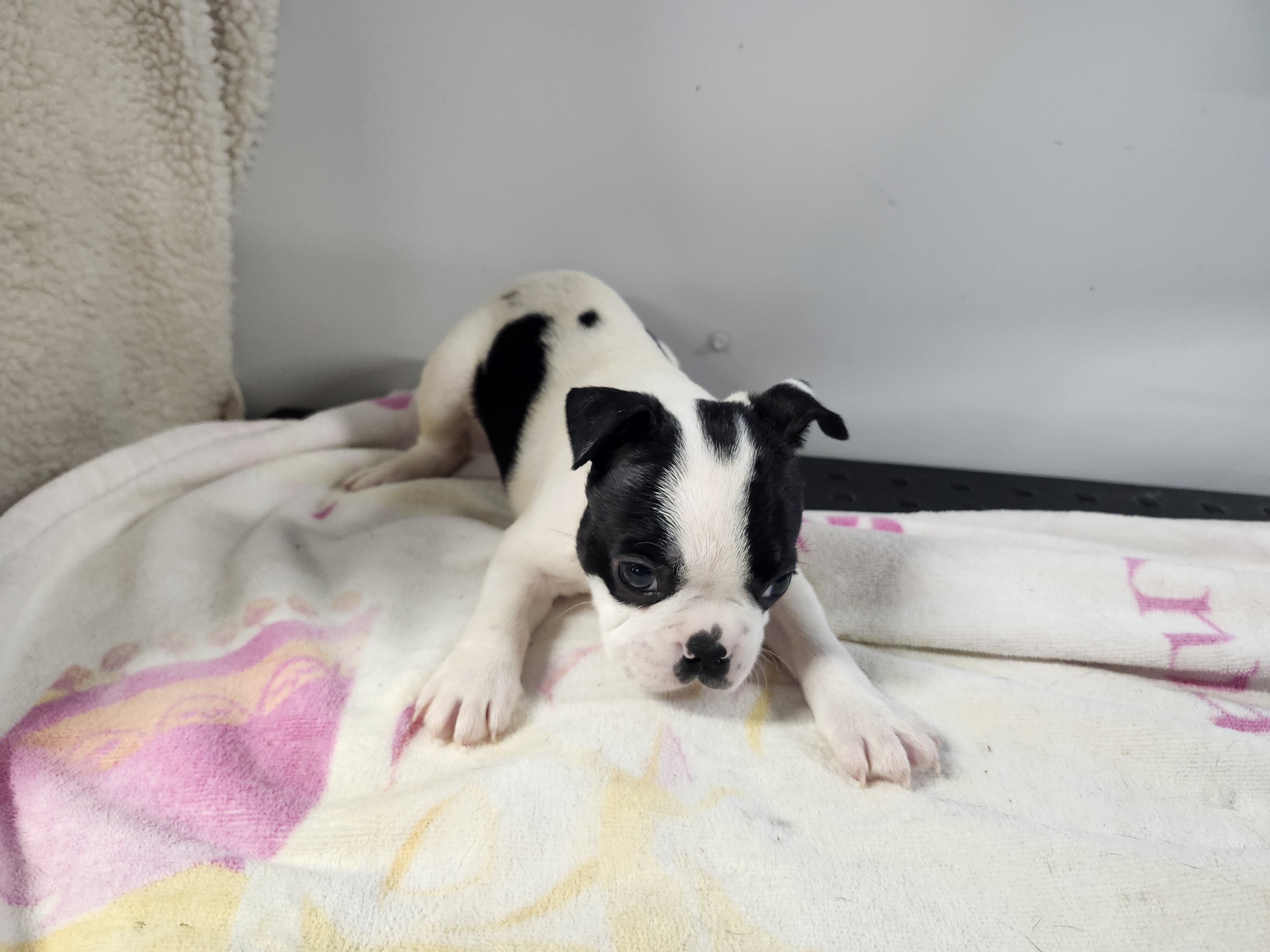 puppy, for, sale, Boston Terrier, Gayle  Baker, dog, breeder, Minneapolis, KS, dog-breeder, puppy-for-sale, forsale, nearby, find, puppyfind, locator, puppylocator, aca