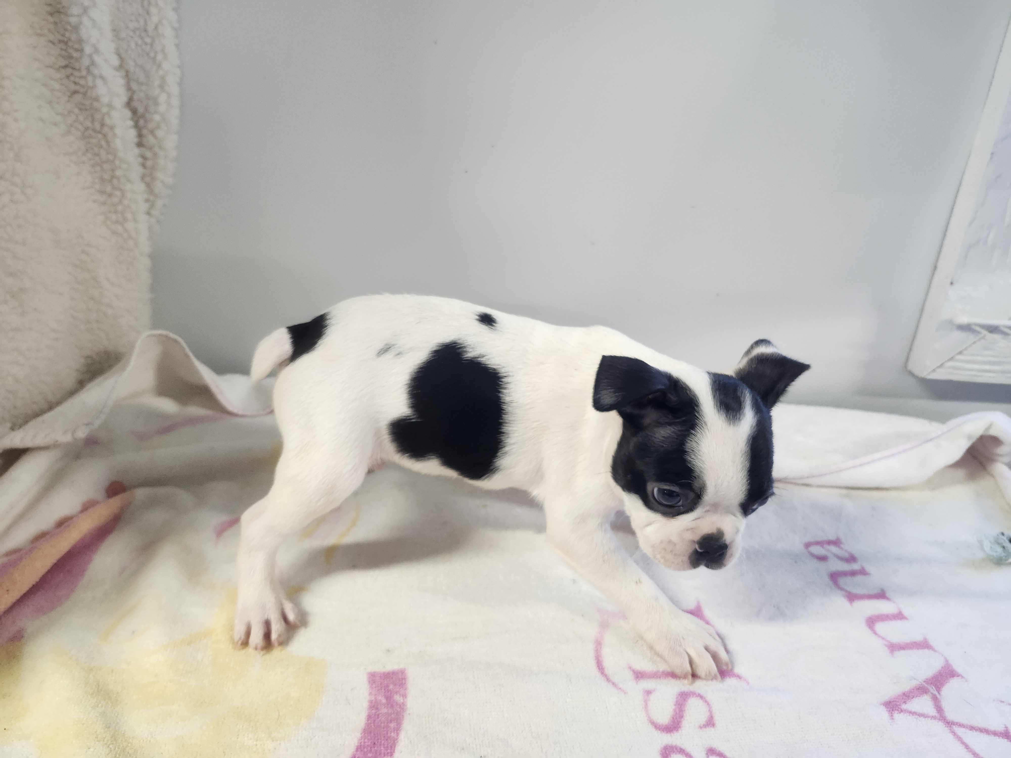 puppy, for, sale, Boston Terrier, Gayle  Baker, dog, breeder, Minneapolis, KS, dog-breeder, puppy-for-sale, forsale, nearby, find, puppyfind, locator, puppylocator, aca