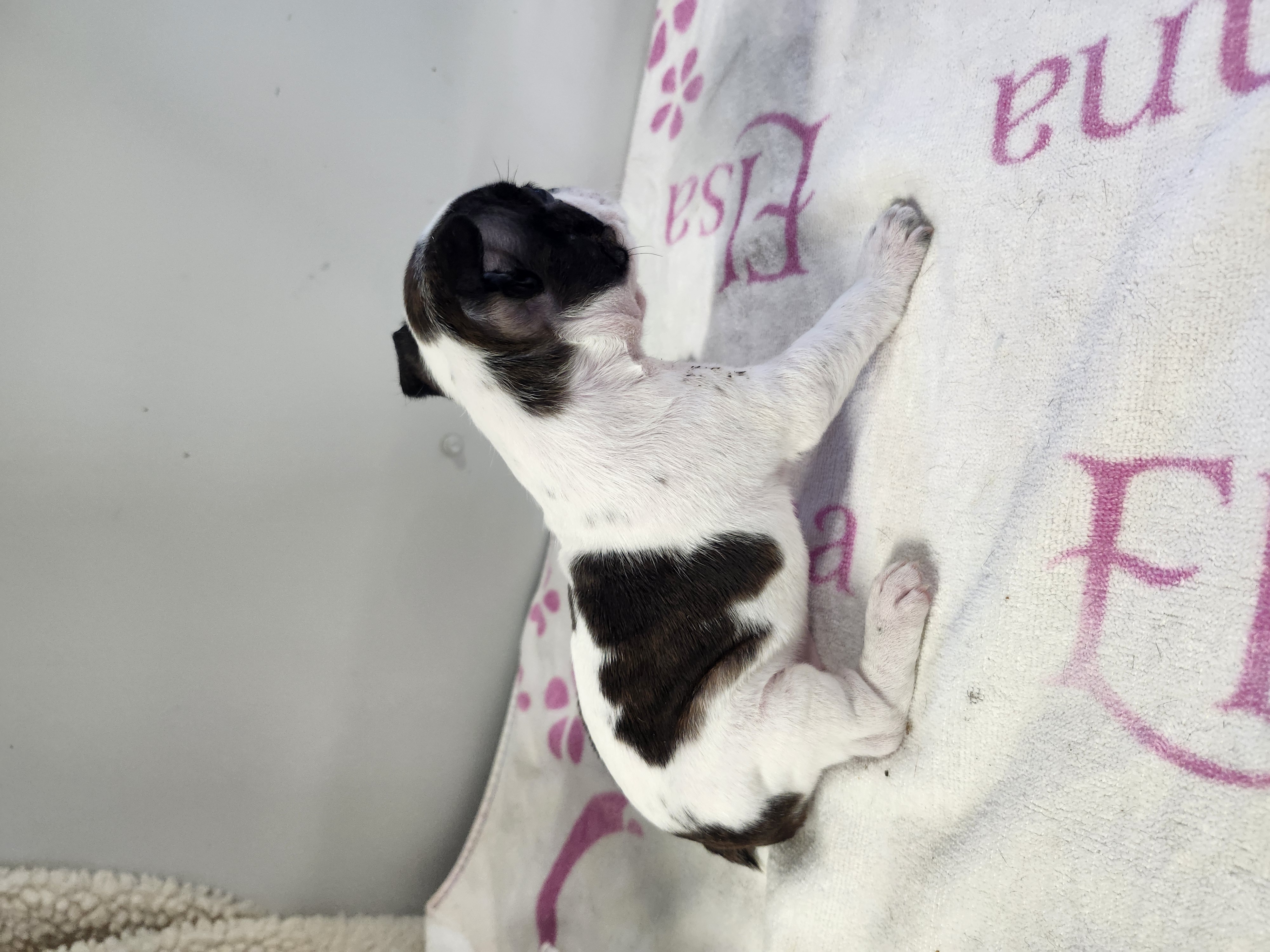 puppy, for, sale, Boston Terrier, Gayle  Baker, dog, breeder, Minneapolis, KS, dog-breeder, puppy-for-sale, forsale, nearby, find, puppyfind, locator, puppylocator, aca