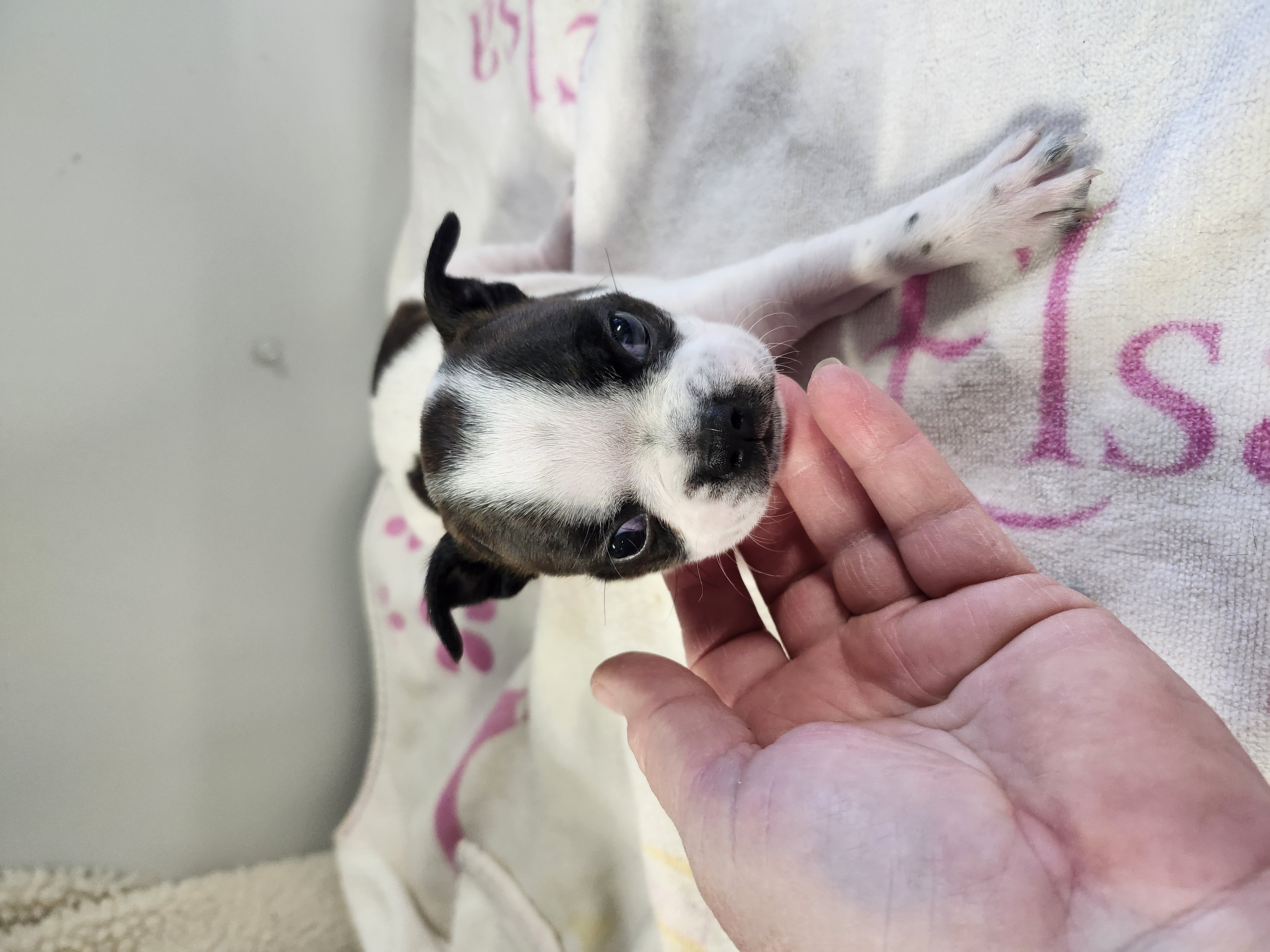 puppy, for, sale, Boston Terrier, Gayle  Baker, dog, breeder, Minneapolis, KS, dog-breeder, puppy-for-sale, forsale, nearby, find, puppyfind, locator, puppylocator, aca