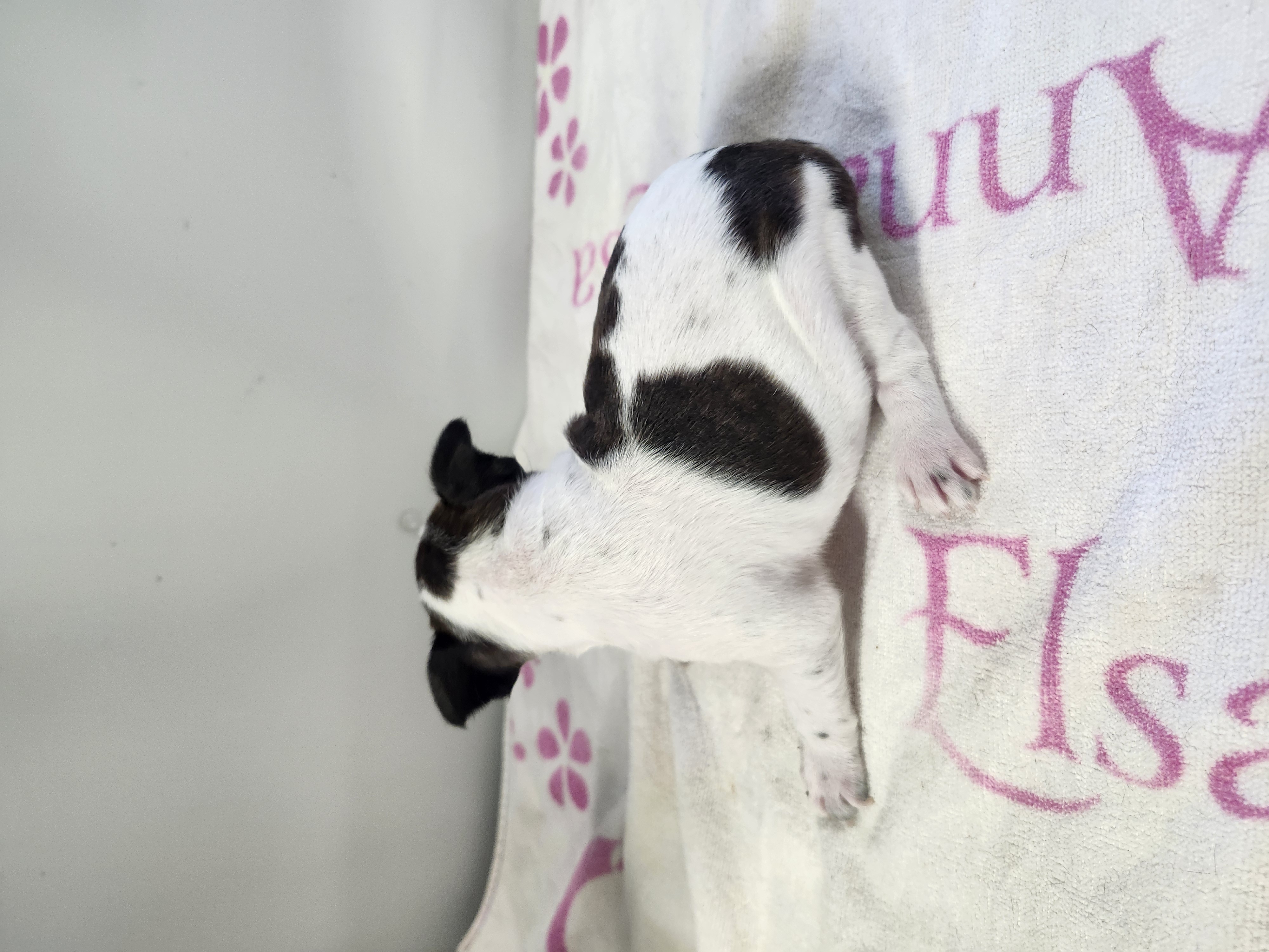 puppy, for, sale, Boston Terrier, Gayle  Baker, dog, breeder, Minneapolis, KS, dog-breeder, puppy-for-sale, forsale, nearby, find, puppyfind, locator, puppylocator, aca