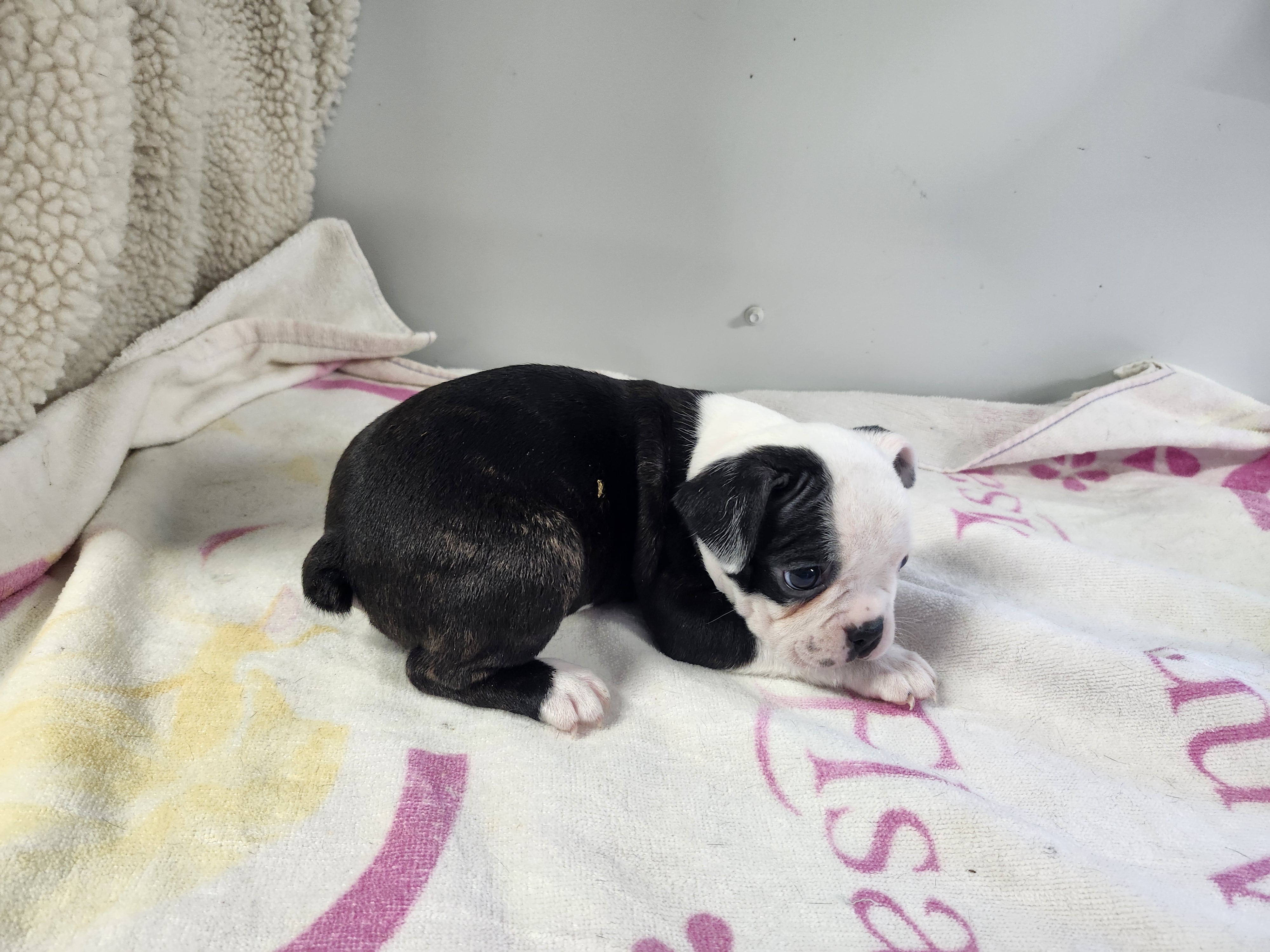 puppy, for, sale, Boston Terrier, Gayle  Baker, dog, breeder, Minneapolis, KS, dog-breeder, puppy-for-sale, forsale, nearby, find, puppyfind, locator, puppylocator, aca