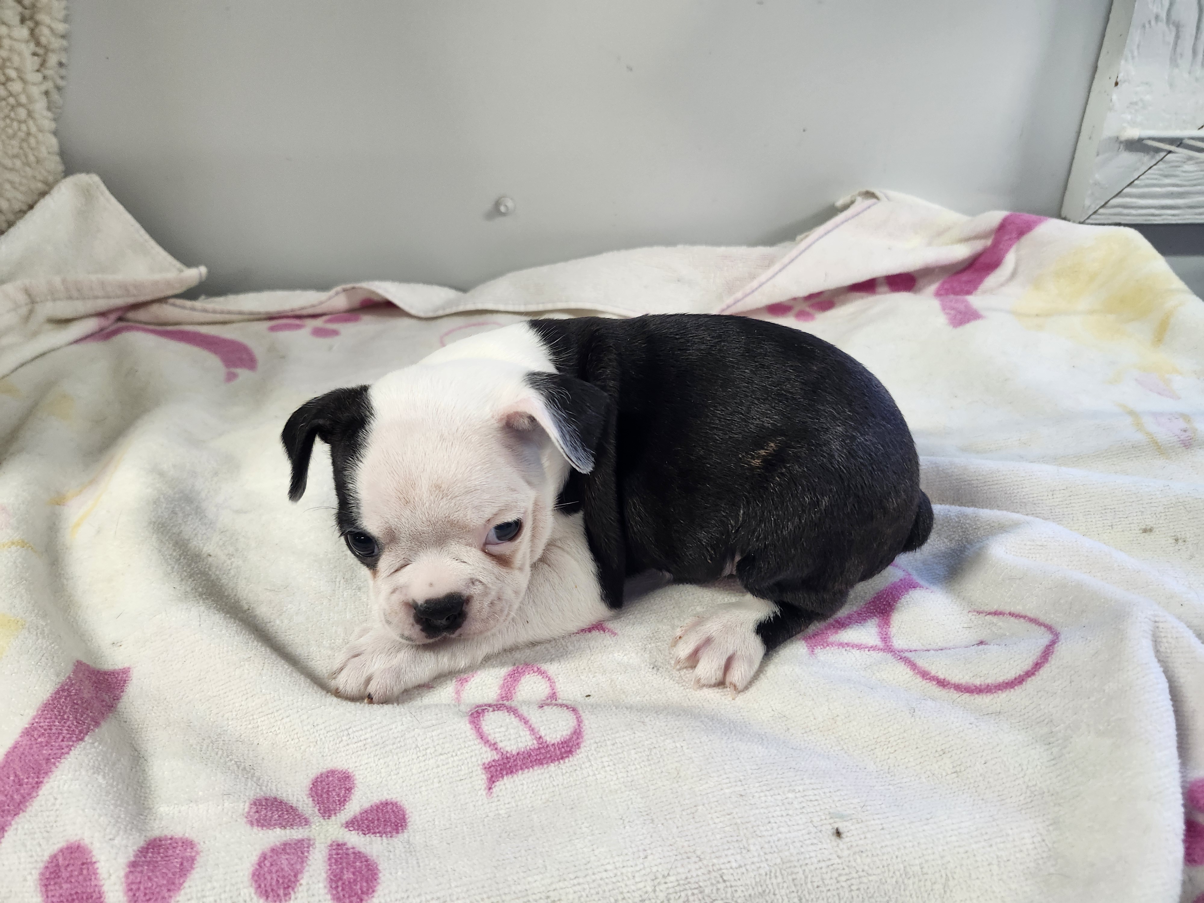 puppy, for, sale, Boston Terrier, Gayle  Baker, dog, breeder, Minneapolis, KS, dog-breeder, puppy-for-sale, forsale, nearby, find, puppyfind, locator, puppylocator, aca