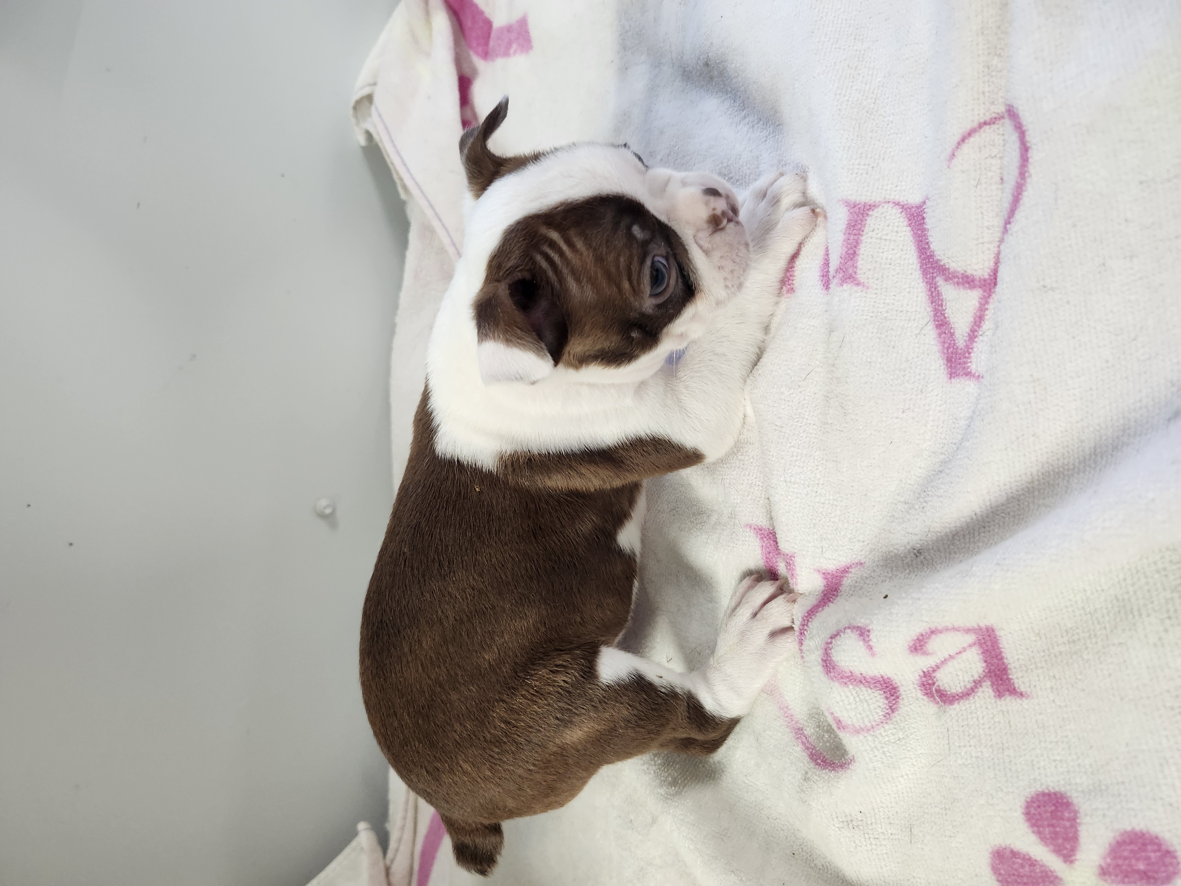 puppy, for, sale, Boston Terrier, Gayle  Baker, dog, breeder, Minneapolis, KS, dog-breeder, puppy-for-sale, forsale, nearby, find, puppyfind, locator, puppylocator, aca