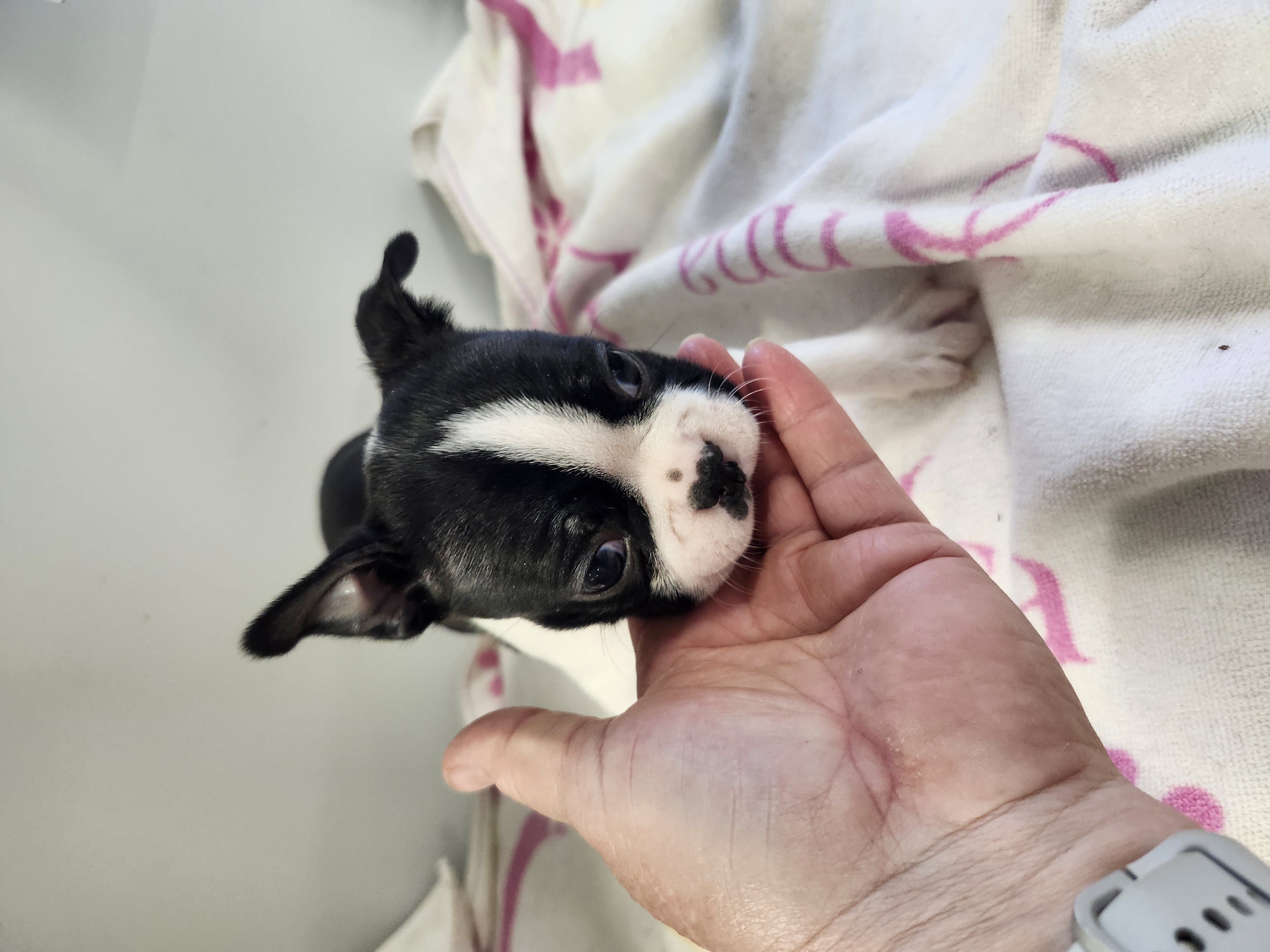 puppy, for, sale, Boston Terrier, Gayle  Baker, dog, breeder, Minneapolis, KS, dog-breeder, puppy-for-sale, forsale, nearby, find, puppyfind, locator, puppylocator, aca