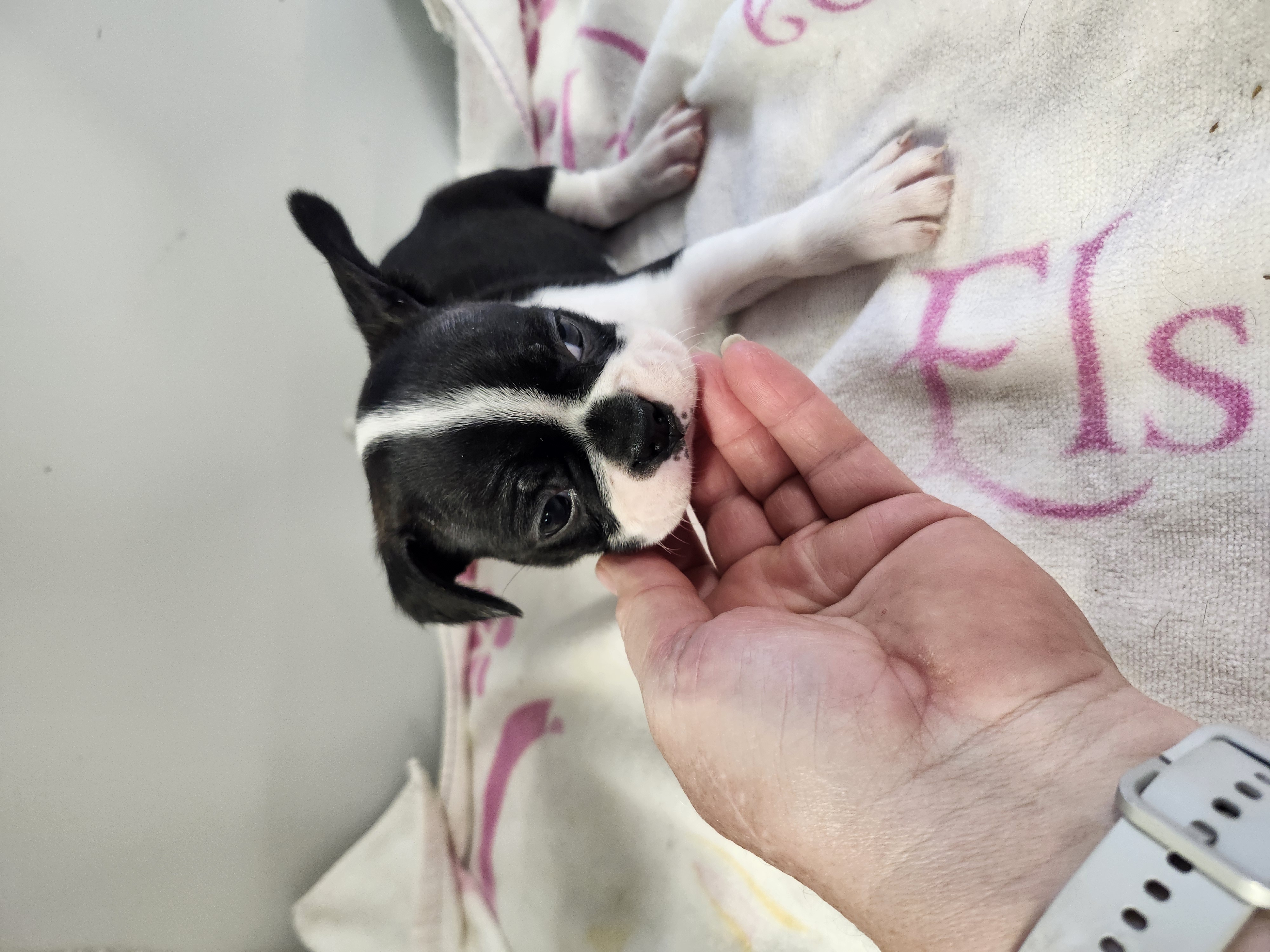 puppy, for, sale, Boston Terrier, Gayle  Baker, dog, breeder, Minneapolis, KS, dog-breeder, puppy-for-sale, forsale, nearby, find, puppyfind, locator, puppylocator, aca