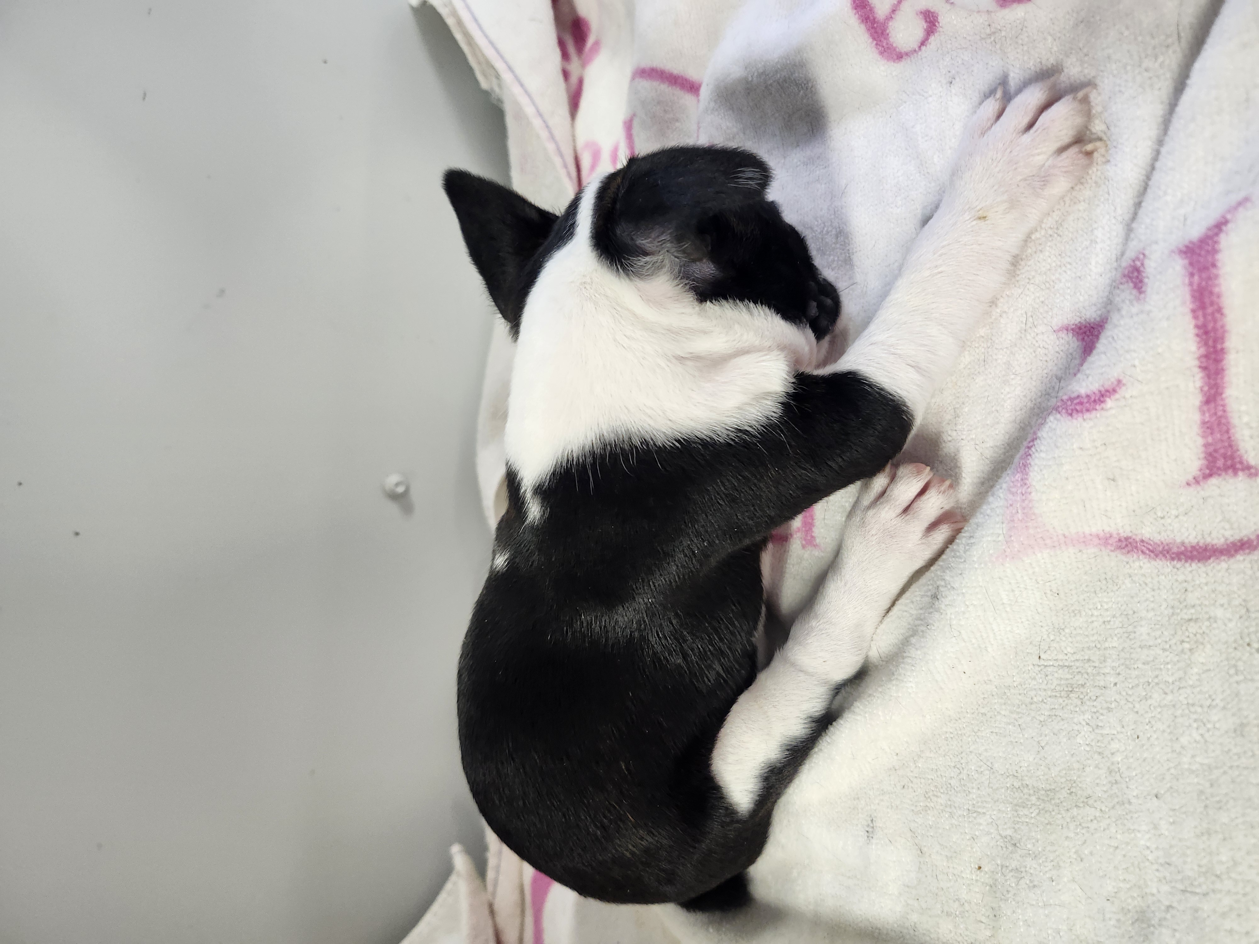 puppy, for, sale, Boston Terrier, Gayle  Baker, dog, breeder, Minneapolis, KS, dog-breeder, puppy-for-sale, forsale, nearby, find, puppyfind, locator, puppylocator, aca