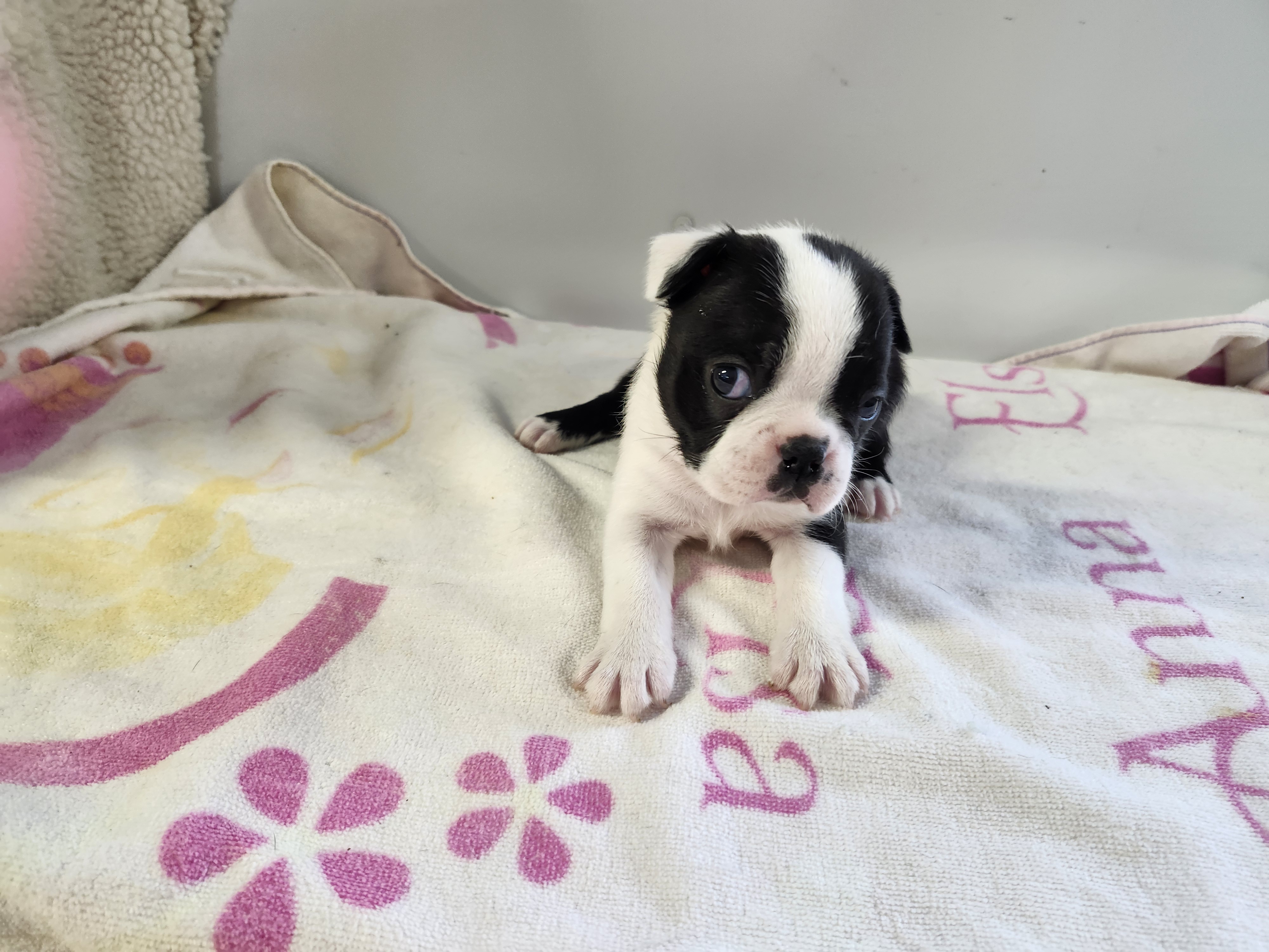 puppy, for, sale, Boston Terrier, Gayle  Baker, dog, breeder, Minneapolis, KS, dog-breeder, puppy-for-sale, forsale, nearby, find, puppyfind, locator, puppylocator, aca