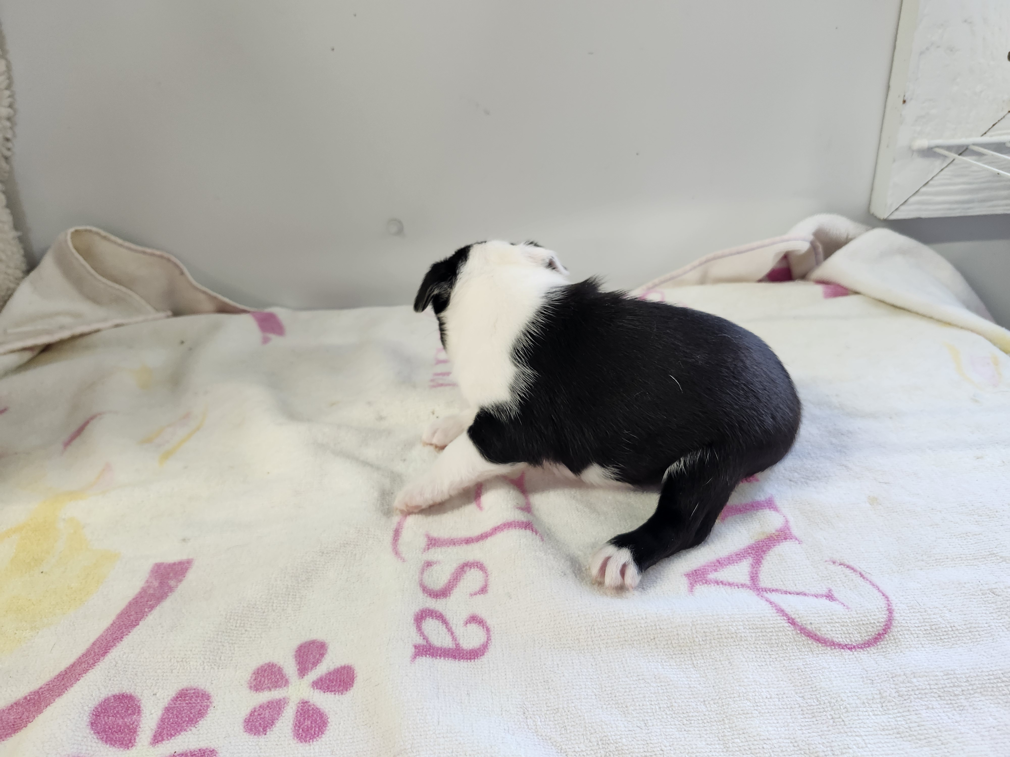 puppy, for, sale, Boston Terrier, Gayle  Baker, dog, breeder, Minneapolis, KS, dog-breeder, puppy-for-sale, forsale, nearby, find, puppyfind, locator, puppylocator, aca
