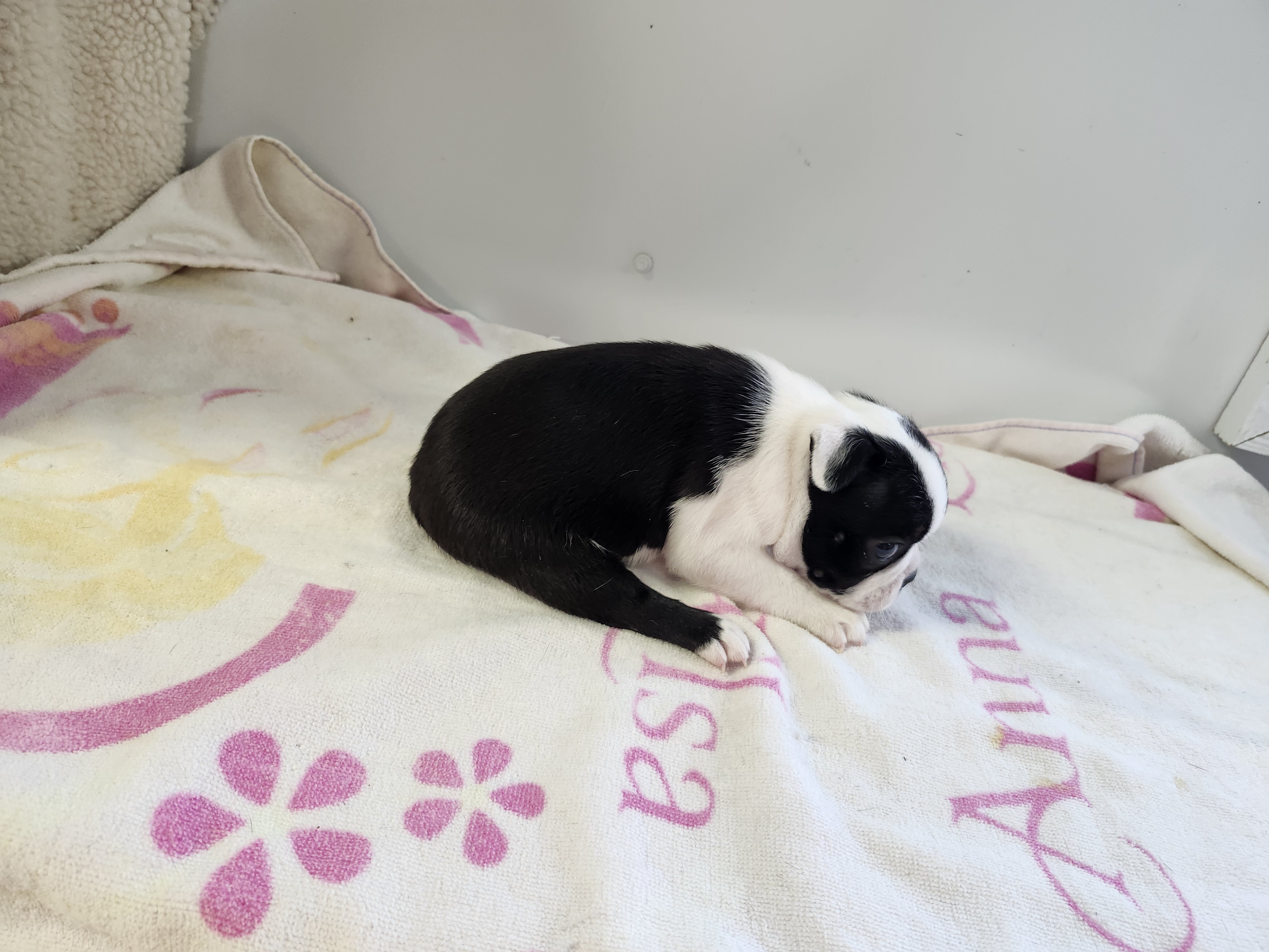puppy, for, sale, Boston Terrier, Gayle  Baker, dog, breeder, Minneapolis, KS, dog-breeder, puppy-for-sale, forsale, nearby, find, puppyfind, locator, puppylocator, aca