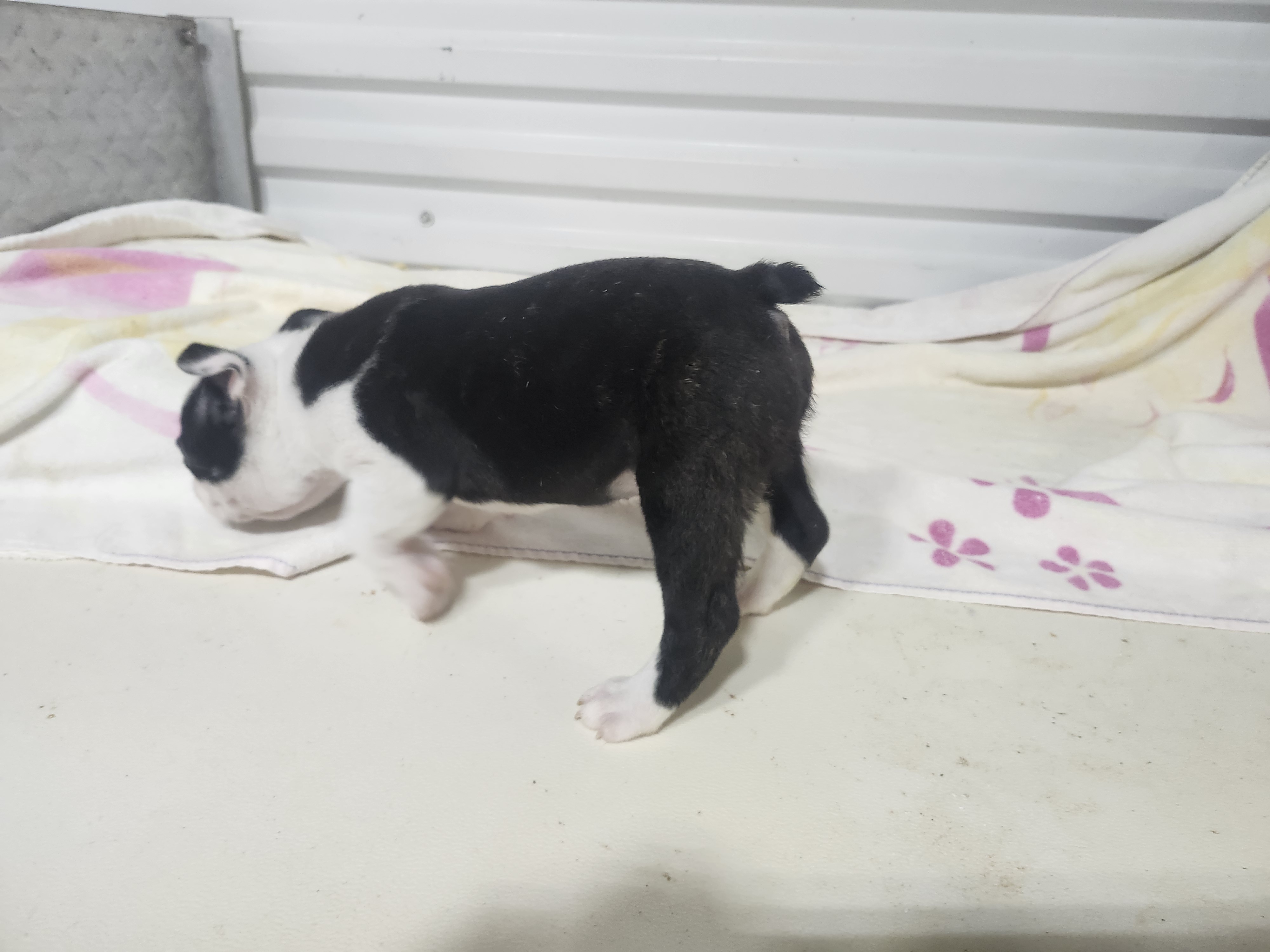 puppy, for, sale, Boston Terrier, Gayle  Baker, dog, breeder, Minneapolis, KS, dog-breeder, puppy-for-sale, forsale, nearby, find, puppyfind, locator, puppylocator, aca