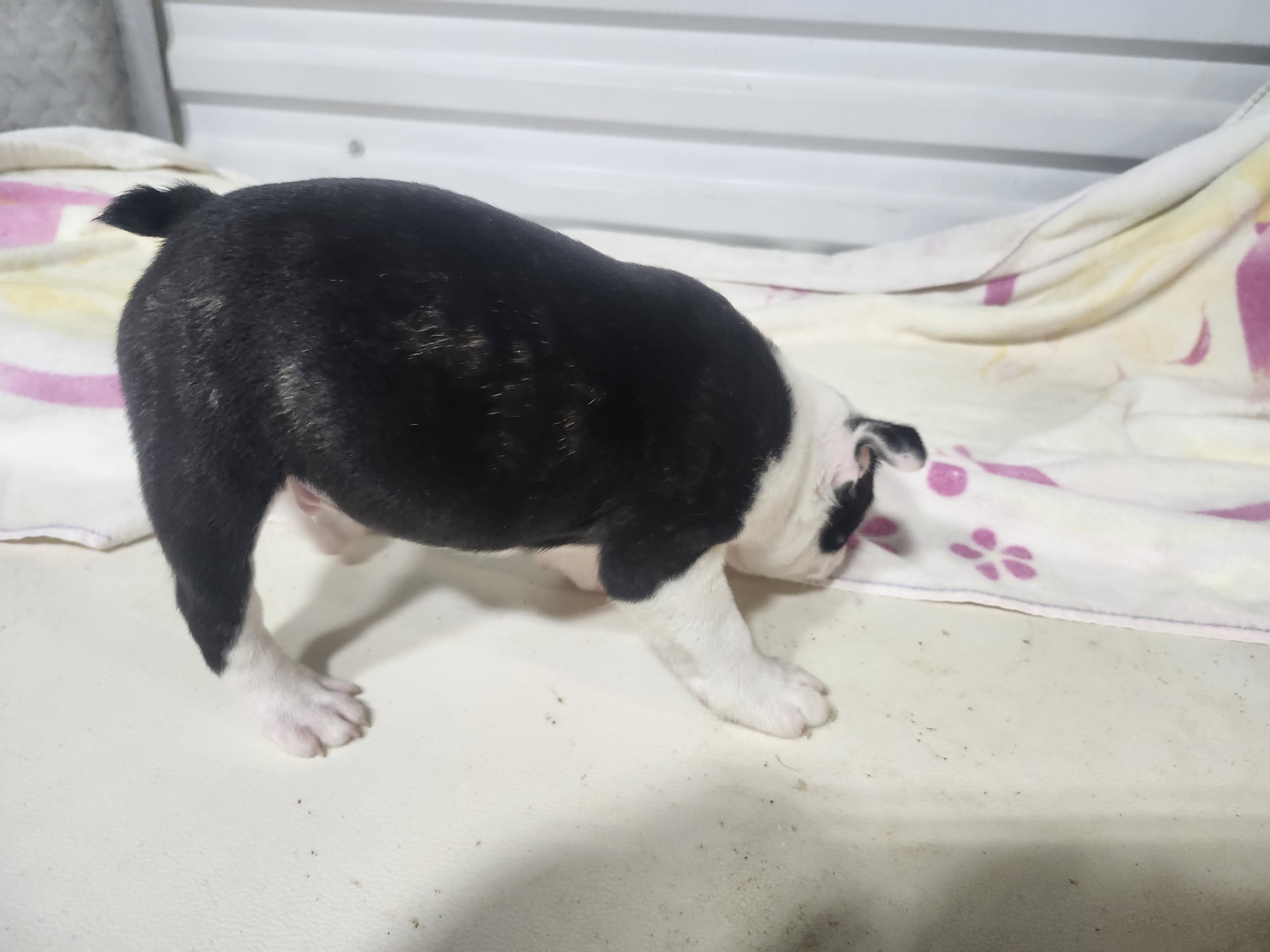 puppy, for, sale, Boston Terrier, Gayle  Baker, dog, breeder, Minneapolis, KS, dog-breeder, puppy-for-sale, forsale, nearby, find, puppyfind, locator, puppylocator, aca