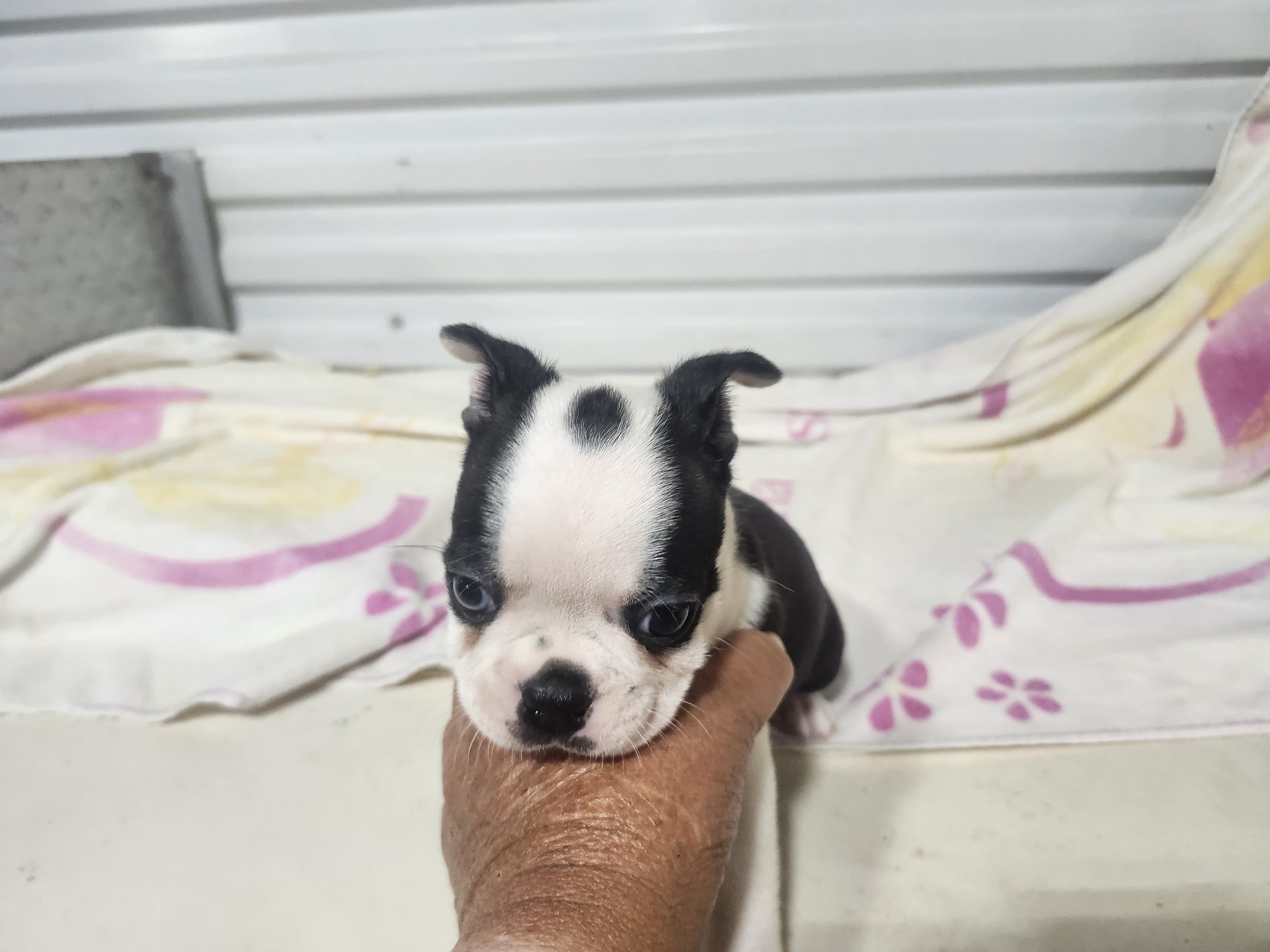 puppy, for, sale, Boston Terrier, Gayle  Baker, dog, breeder, Minneapolis, KS, dog-breeder, puppy-for-sale, forsale, nearby, find, puppyfind, locator, puppylocator, aca