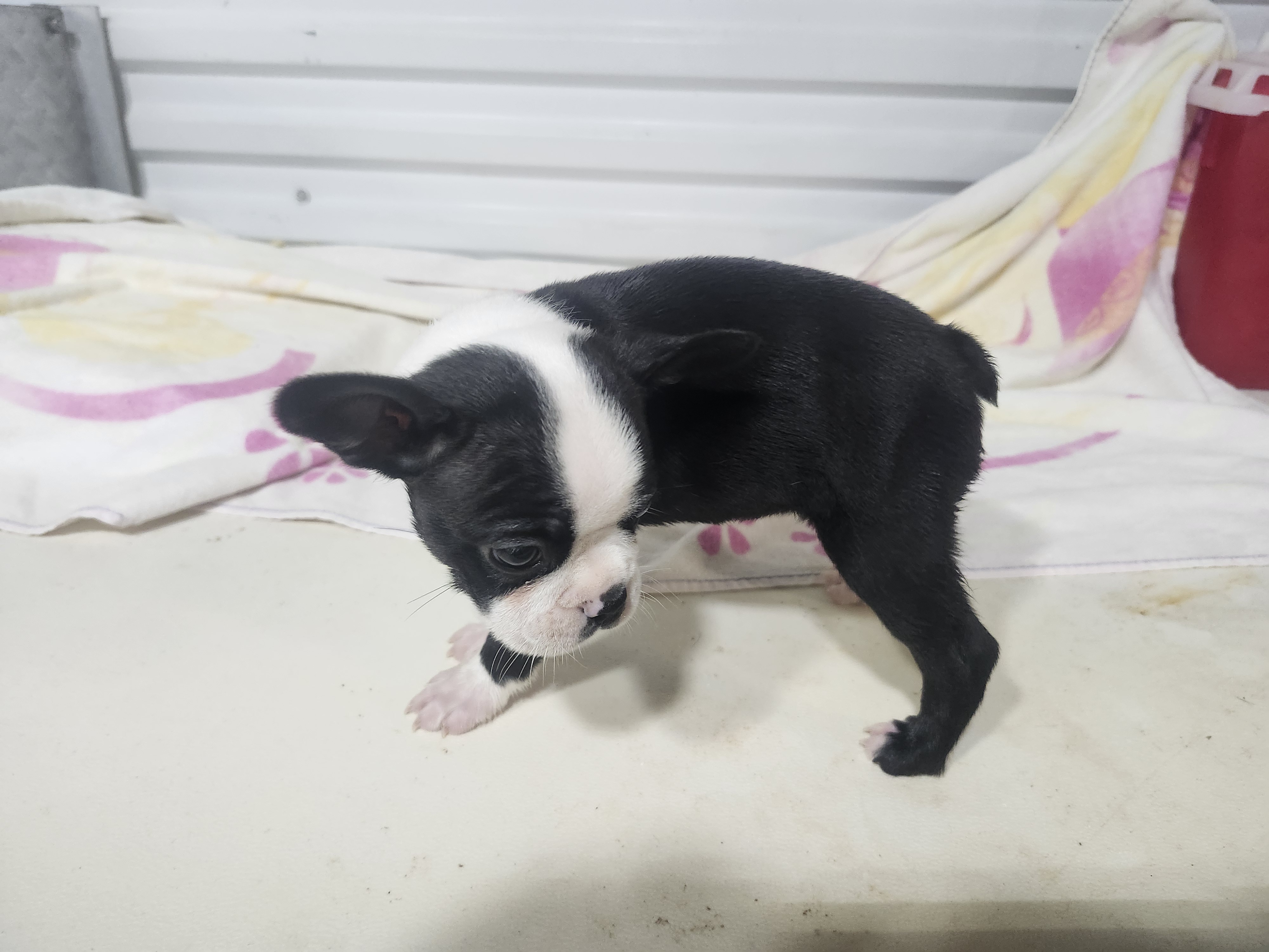 puppy, for, sale, Boston Terrier, Gayle  Baker, dog, breeder, Minneapolis, KS, dog-breeder, puppy-for-sale, forsale, nearby, find, puppyfind, locator, puppylocator, aca