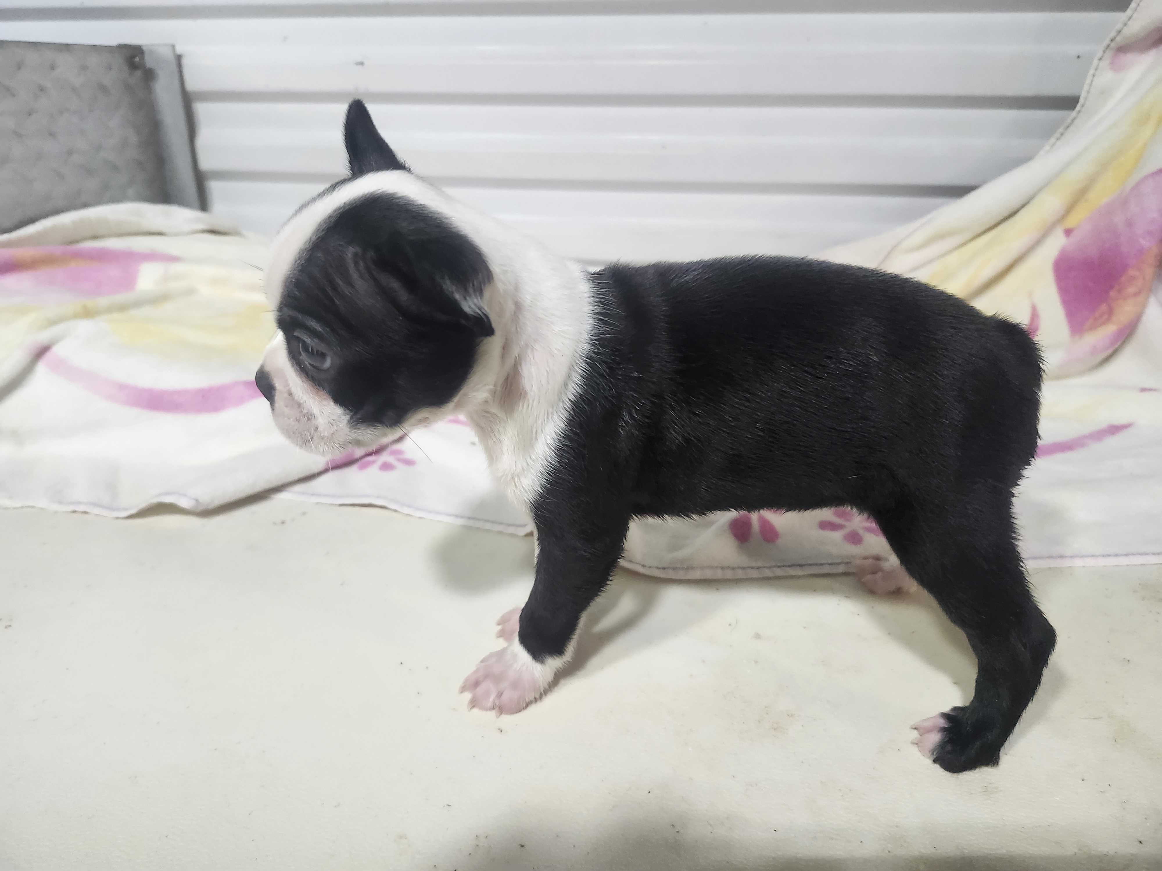 puppy, for, sale, Boston Terrier, Gayle  Baker, dog, breeder, Minneapolis, KS, dog-breeder, puppy-for-sale, forsale, nearby, find, puppyfind, locator, puppylocator, aca