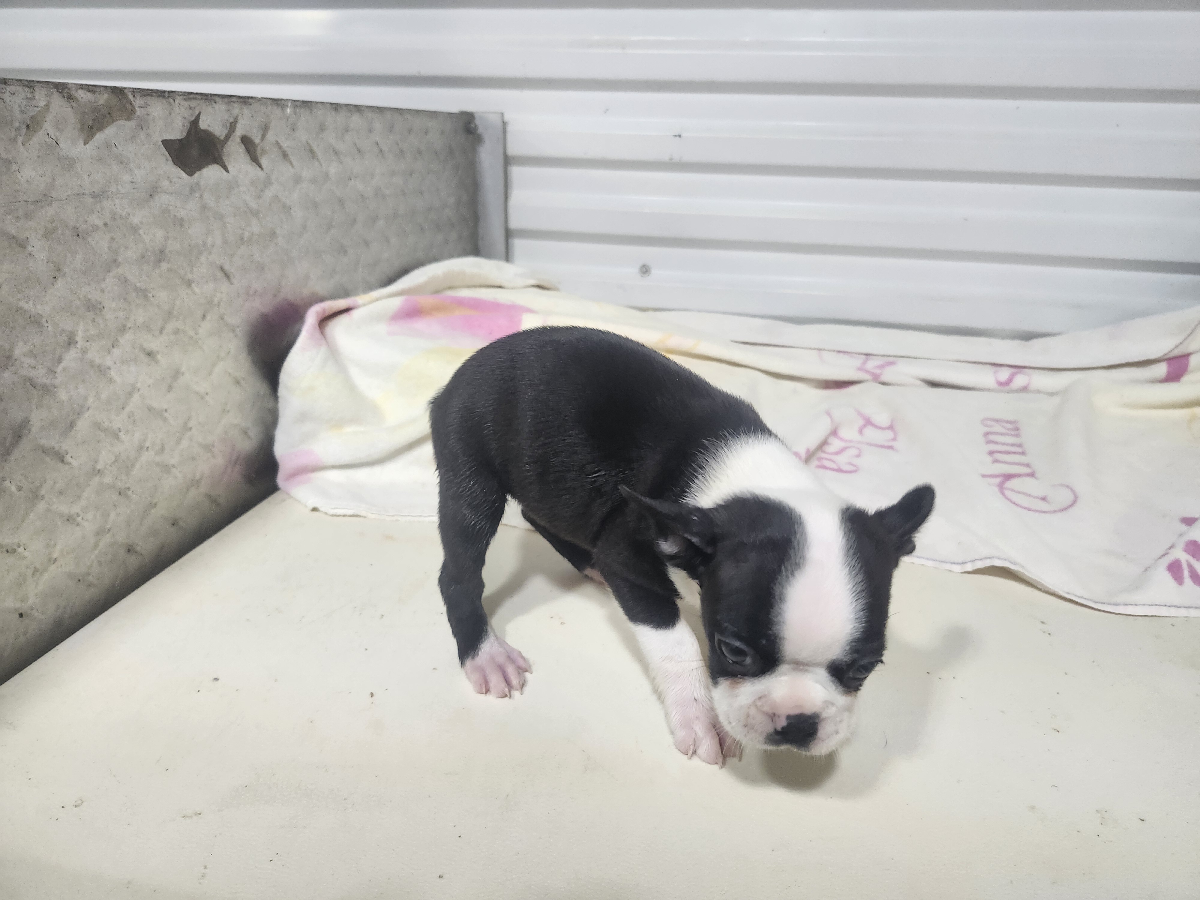 puppy, for, sale, Boston Terrier, Gayle  Baker, dog, breeder, Minneapolis, KS, dog-breeder, puppy-for-sale, forsale, nearby, find, puppyfind, locator, puppylocator, aca