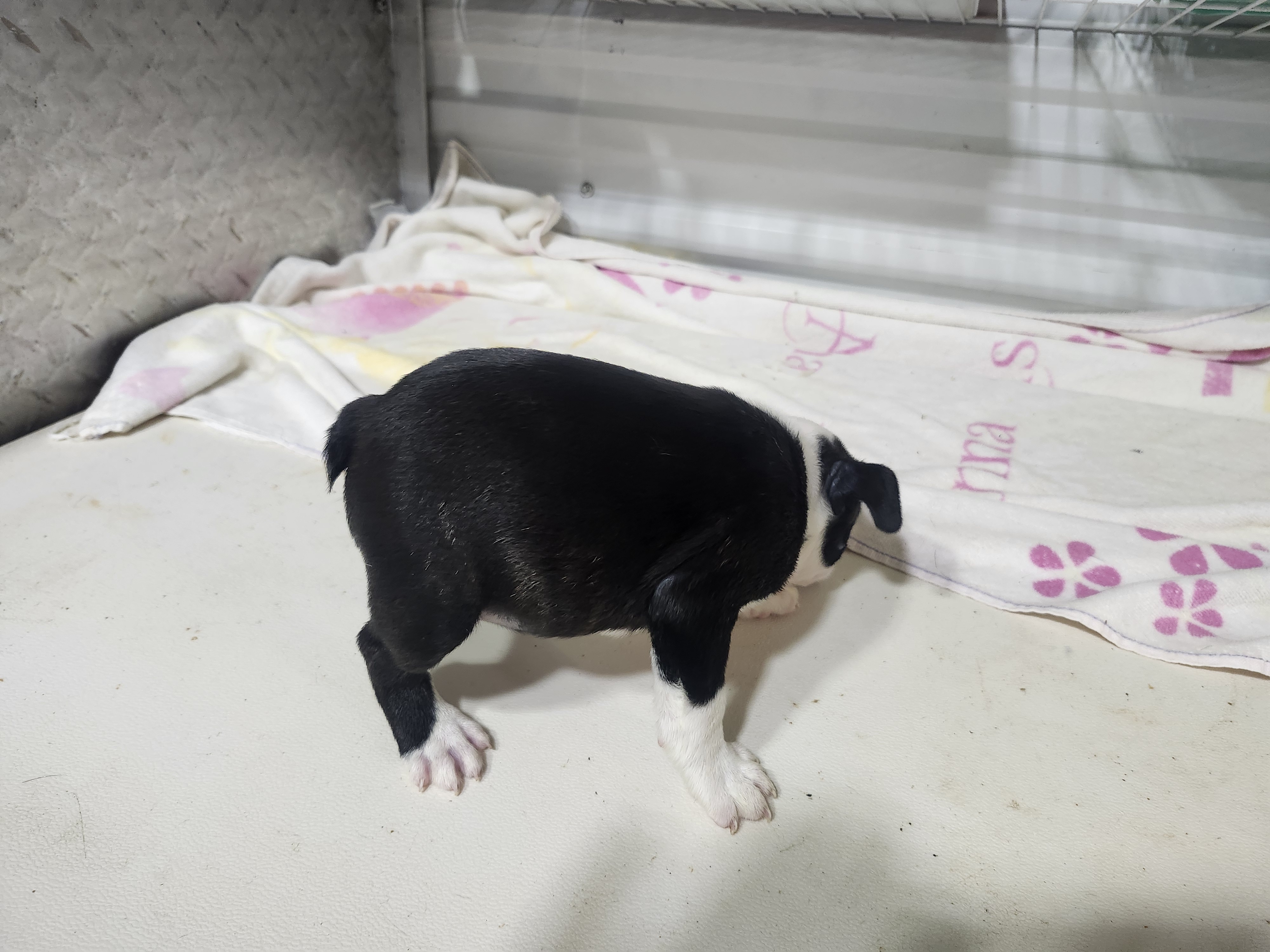 puppy, for, sale, Boston Terrier, Gayle  Baker, dog, breeder, Minneapolis, KS, dog-breeder, puppy-for-sale, forsale, nearby, find, puppyfind, locator, puppylocator, aca