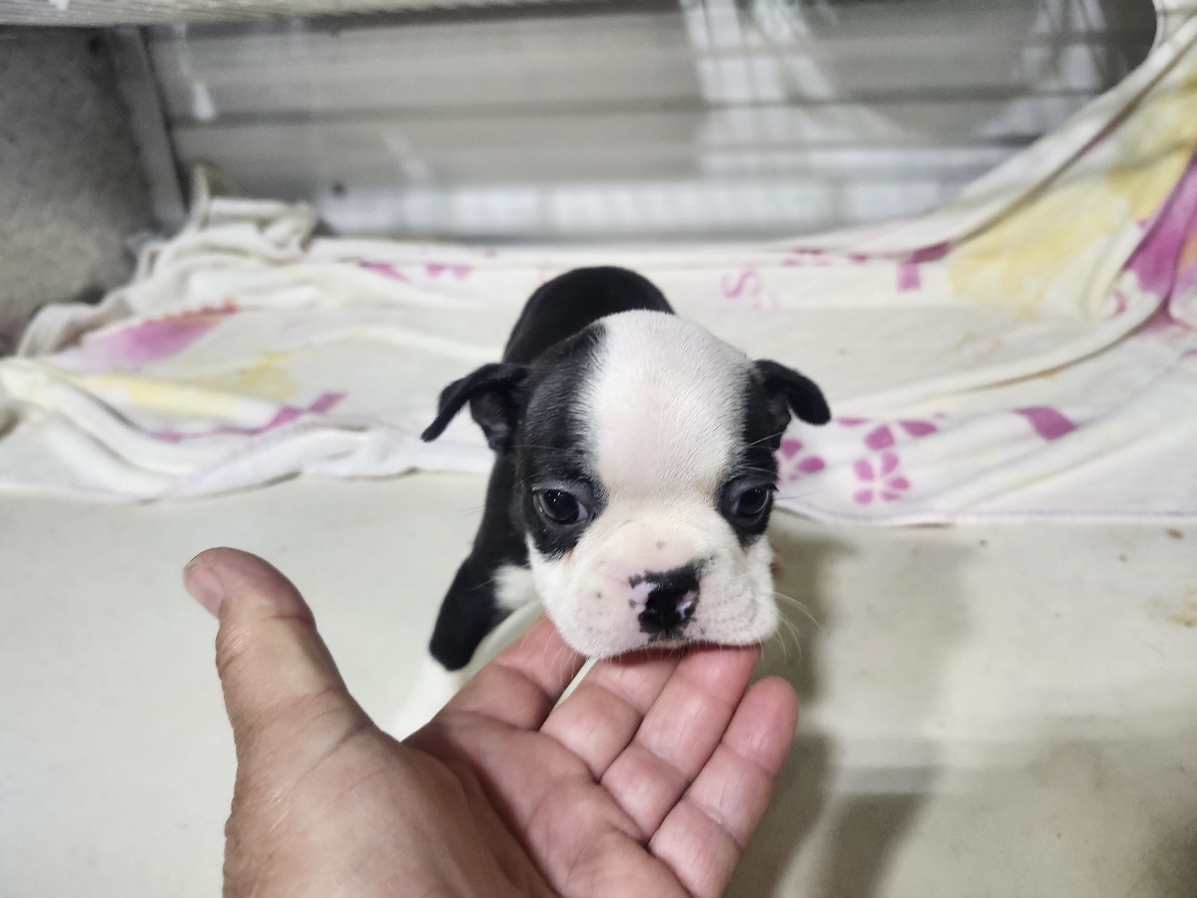 puppy, for, sale, Boston Terrier, Gayle  Baker, dog, breeder, Minneapolis, KS, dog-breeder, puppy-for-sale, forsale, nearby, find, puppyfind, locator, puppylocator, aca