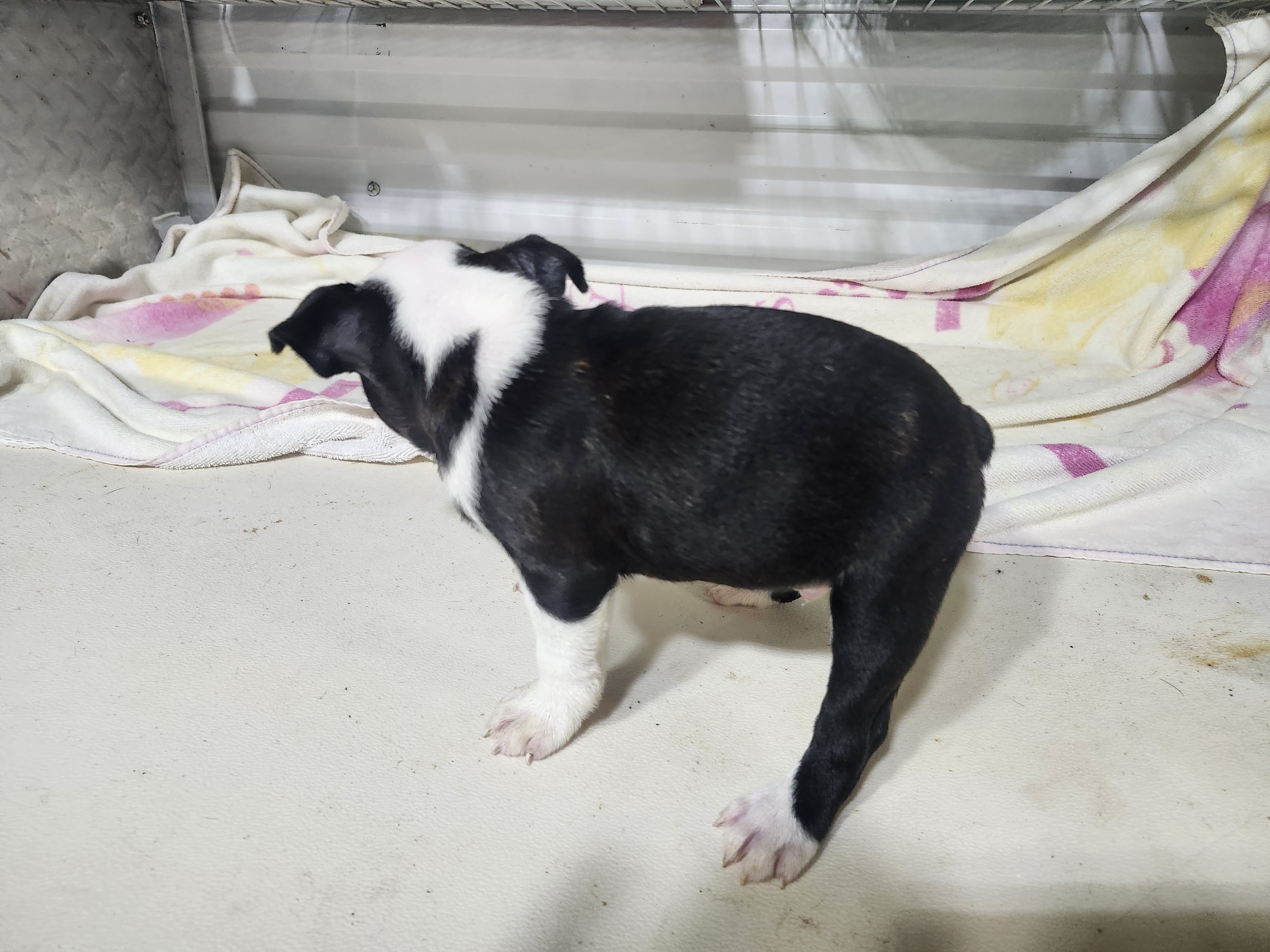 puppy, for, sale, Boston Terrier, Gayle  Baker, dog, breeder, Minneapolis, KS, dog-breeder, puppy-for-sale, forsale, nearby, find, puppyfind, locator, puppylocator, aca