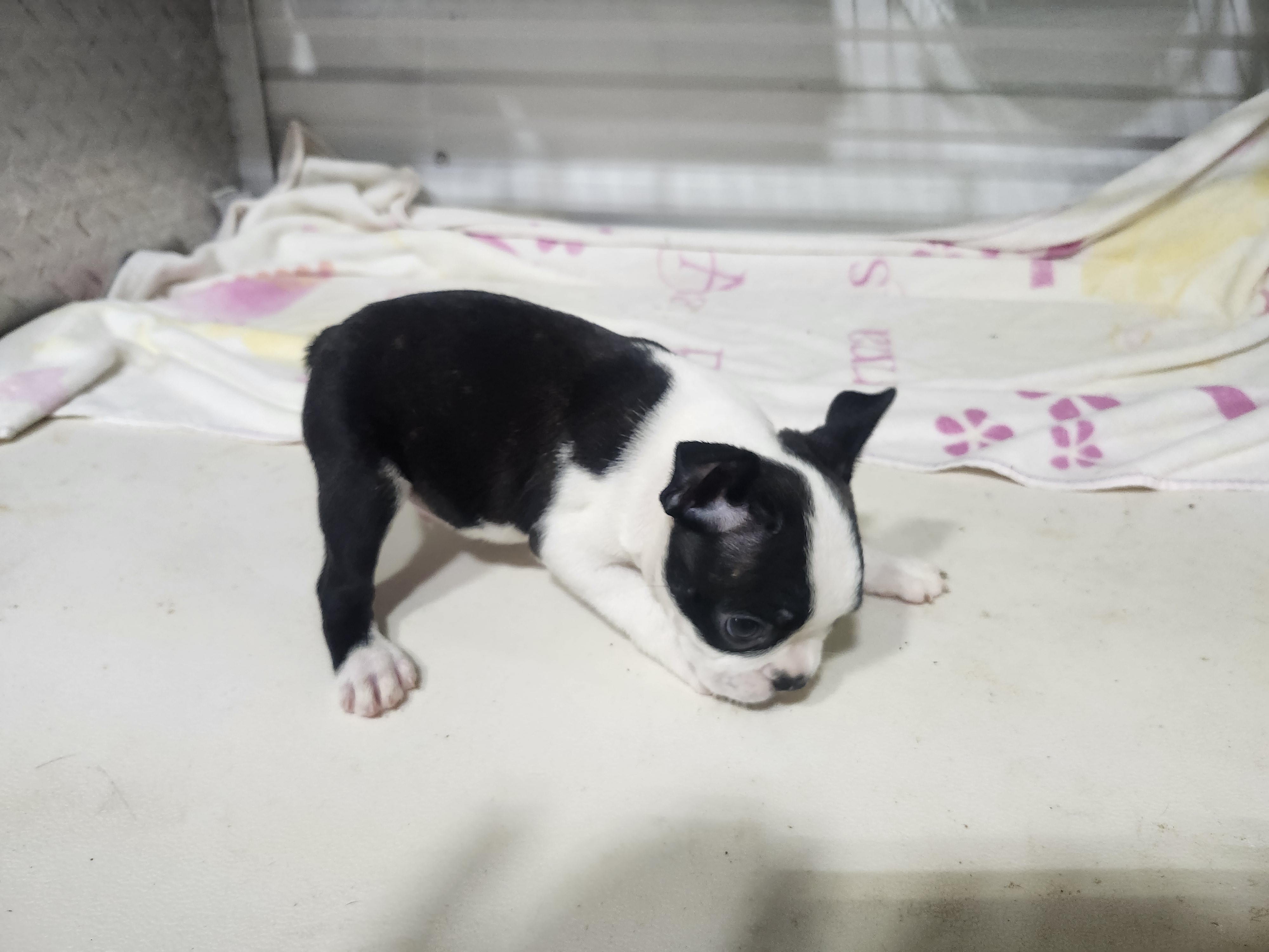 puppy, for, sale, Boston Terrier, Gayle  Baker, dog, breeder, Minneapolis, KS, dog-breeder, puppy-for-sale, forsale, nearby, find, puppyfind, locator, puppylocator, aca