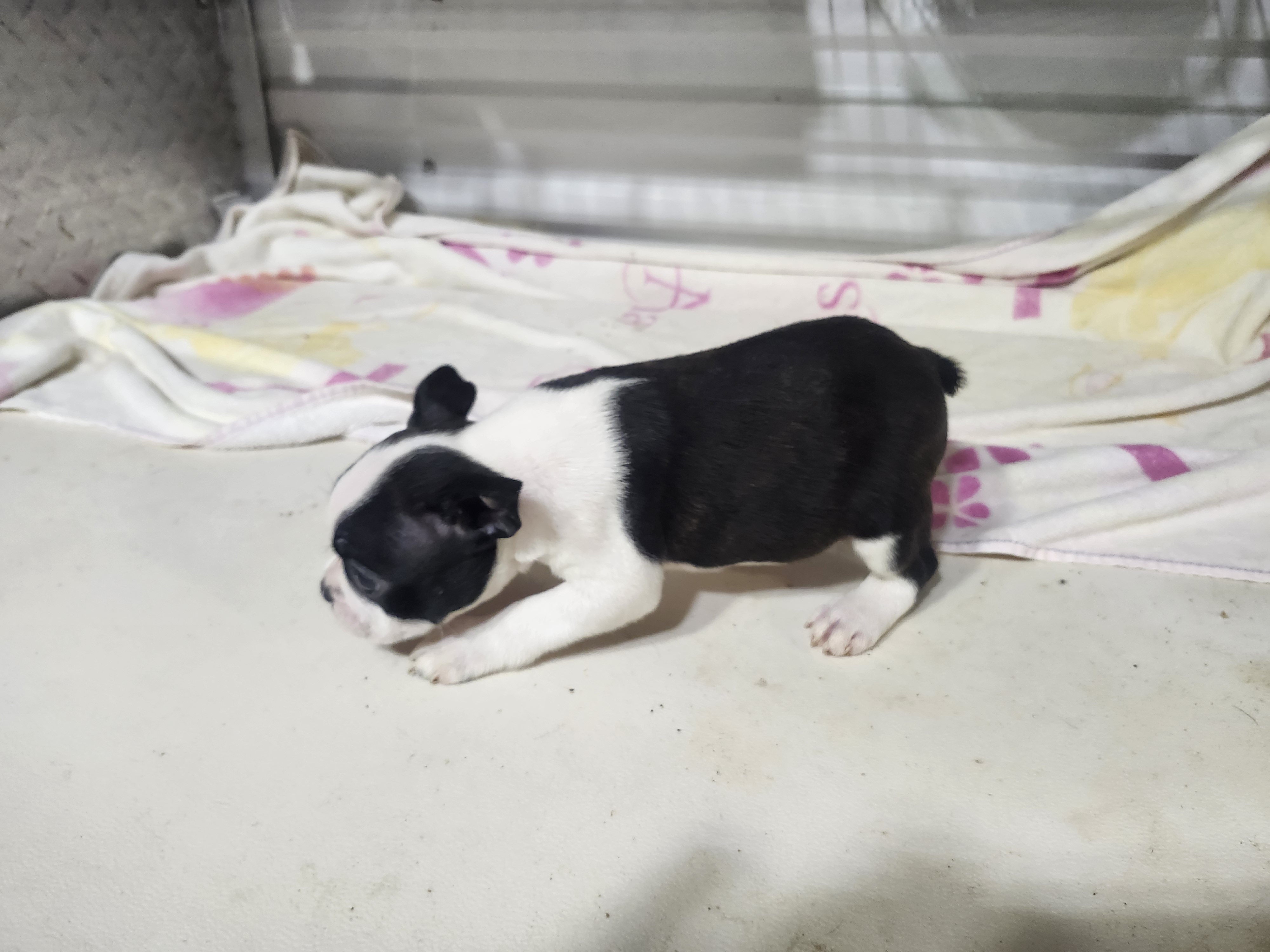 puppy, for, sale, Boston Terrier, Gayle  Baker, dog, breeder, Minneapolis, KS, dog-breeder, puppy-for-sale, forsale, nearby, find, puppyfind, locator, puppylocator, aca