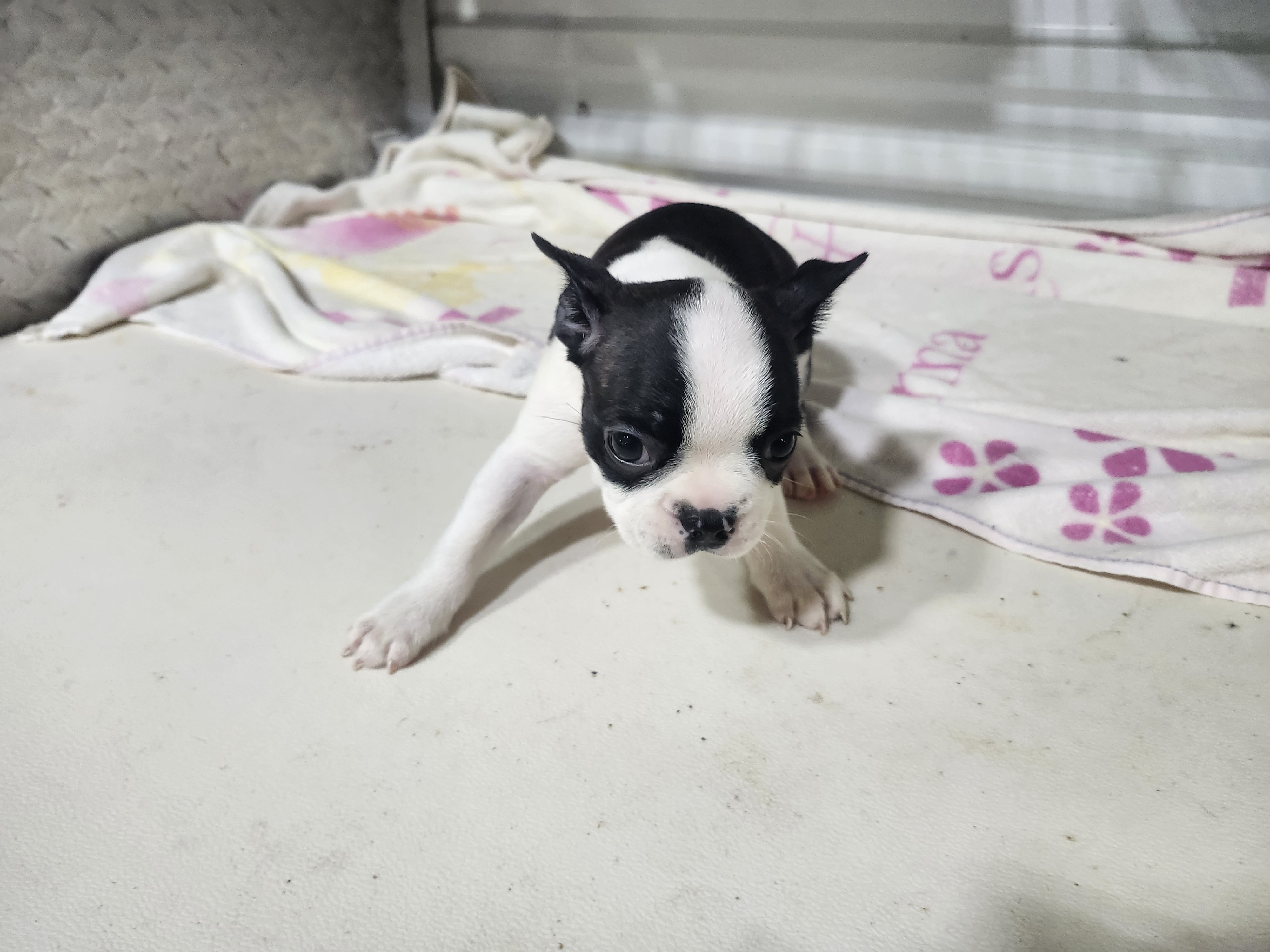 puppy, for, sale, Boston Terrier, Gayle  Baker, dog, breeder, Minneapolis, KS, dog-breeder, puppy-for-sale, forsale, nearby, find, puppyfind, locator, puppylocator, aca