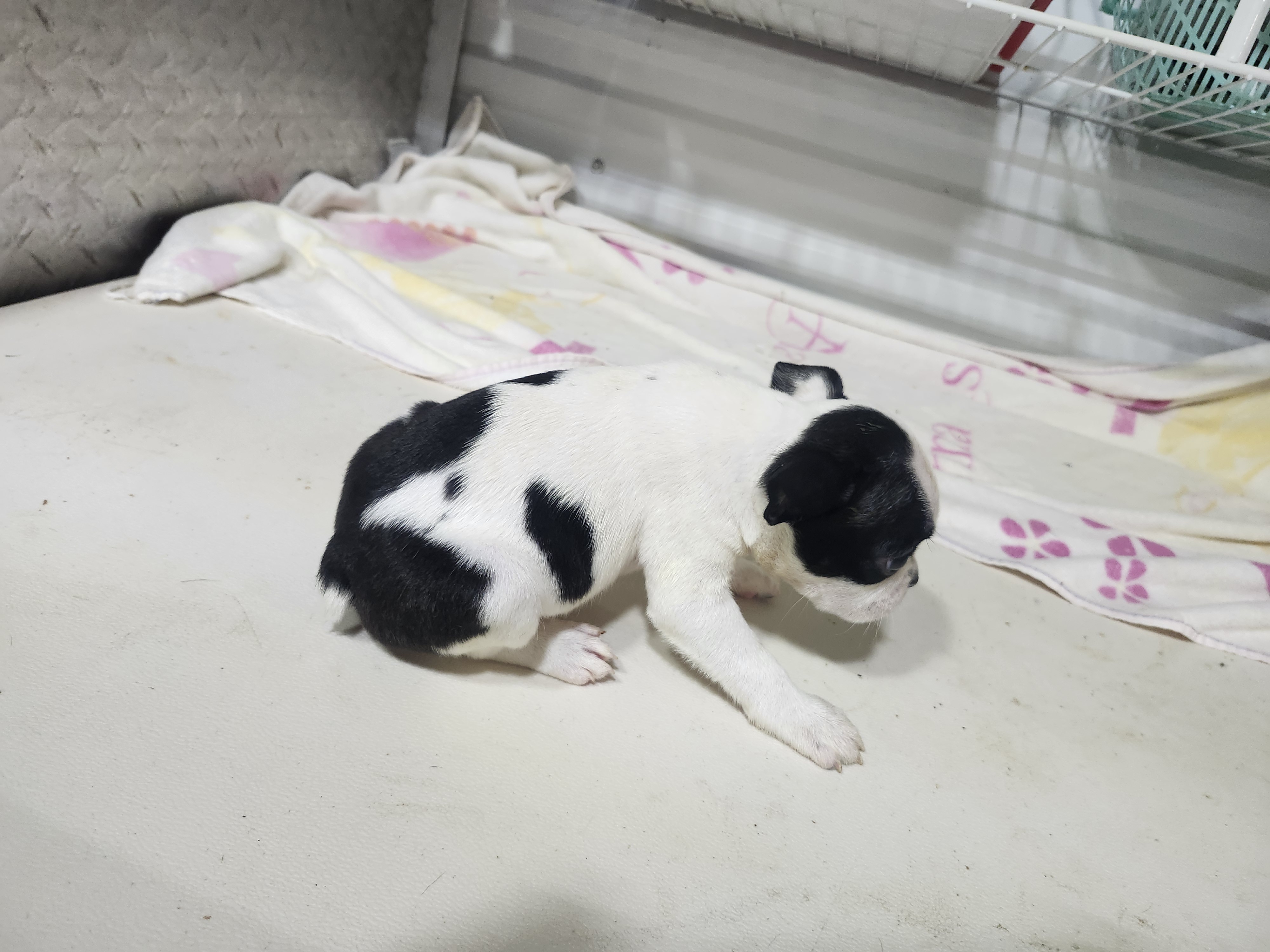 puppy, for, sale, Boston Terrier, Gayle  Baker, dog, breeder, Minneapolis, KS, dog-breeder, puppy-for-sale, forsale, nearby, find, puppyfind, locator, puppylocator, aca