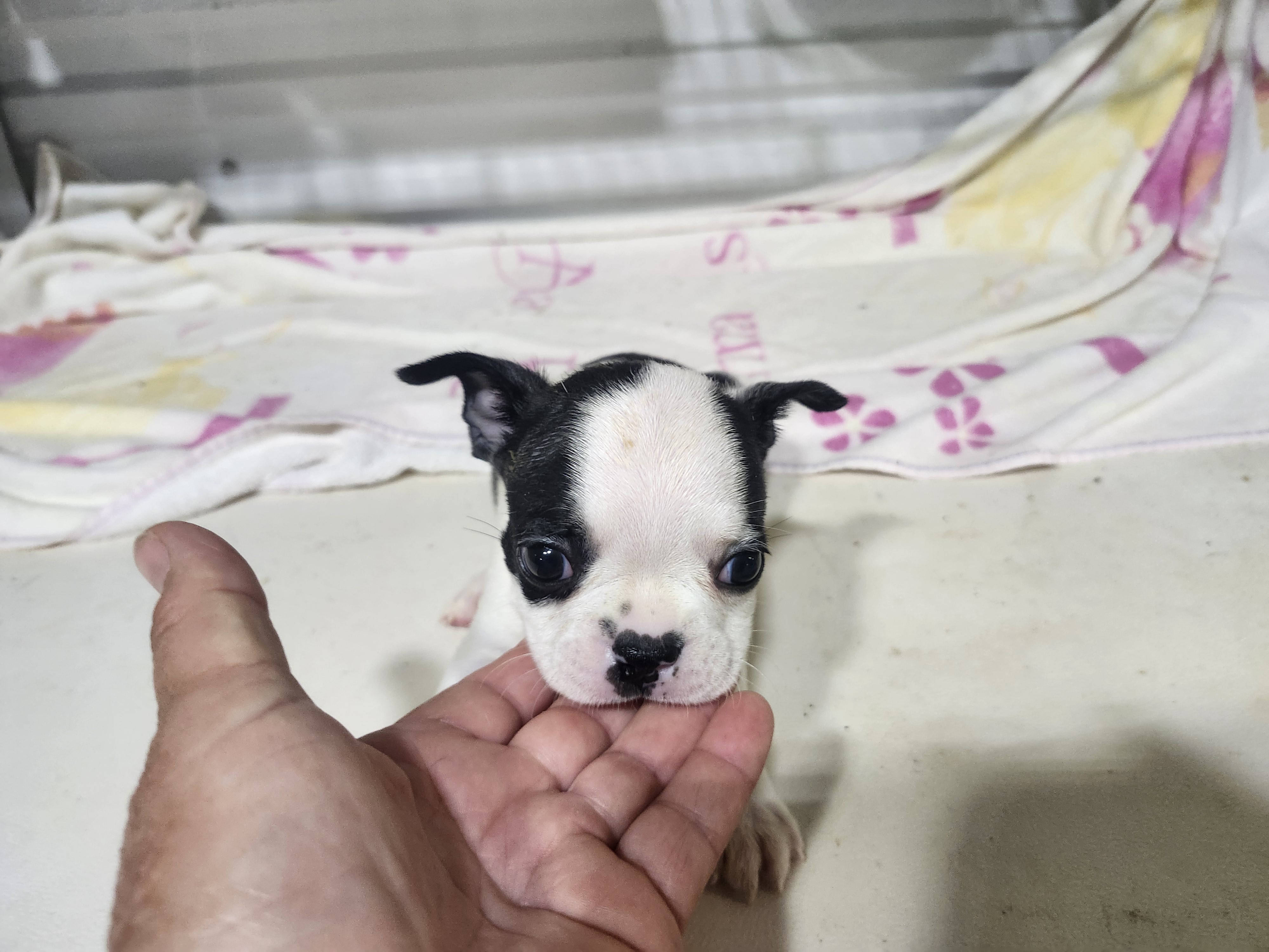 puppy, for, sale, Boston Terrier, Gayle  Baker, dog, breeder, Minneapolis, KS, dog-breeder, puppy-for-sale, forsale, nearby, find, puppyfind, locator, puppylocator, aca