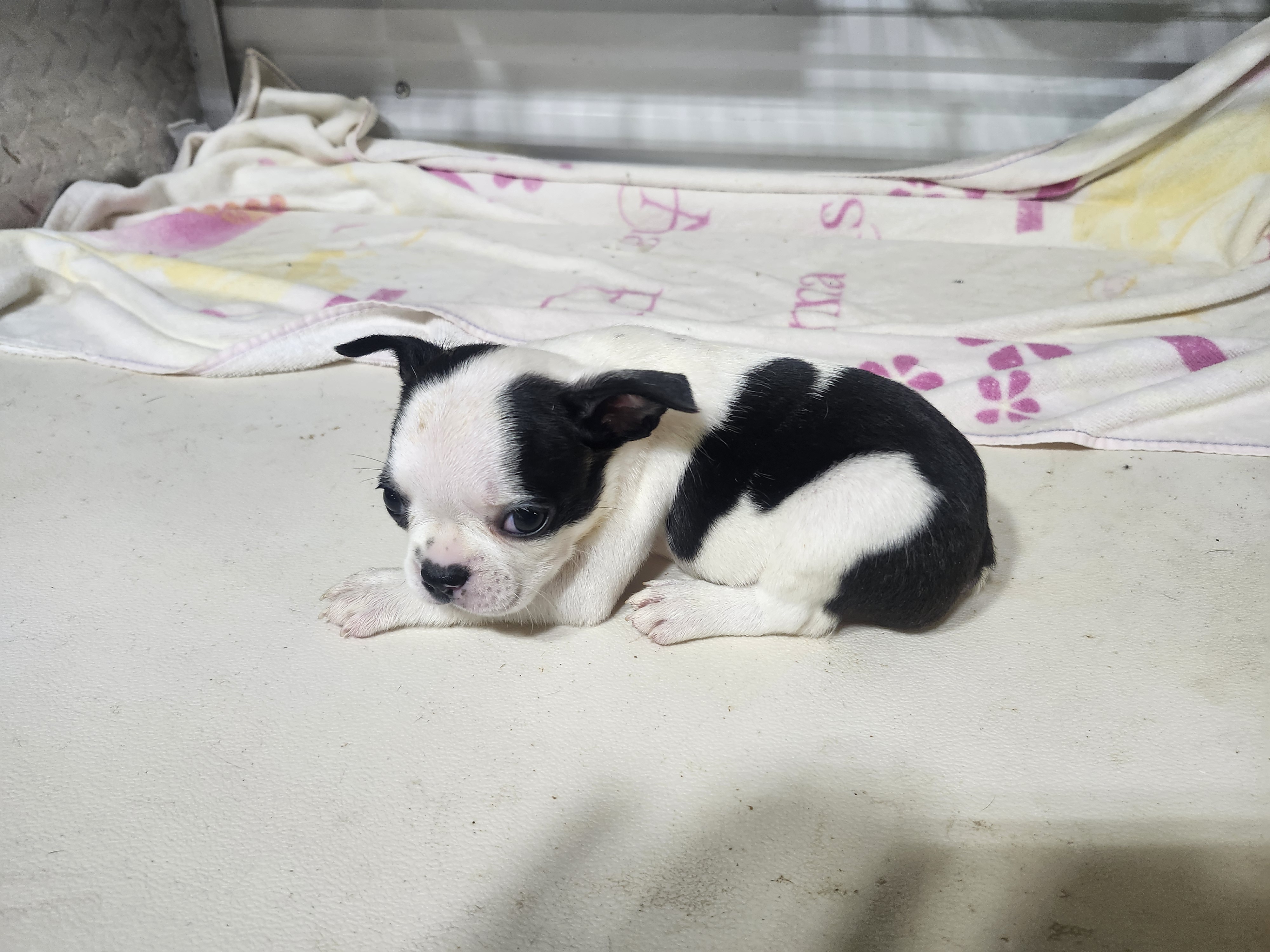 puppy, for, sale, Boston Terrier, Gayle  Baker, dog, breeder, Minneapolis, KS, dog-breeder, puppy-for-sale, forsale, nearby, find, puppyfind, locator, puppylocator, aca
