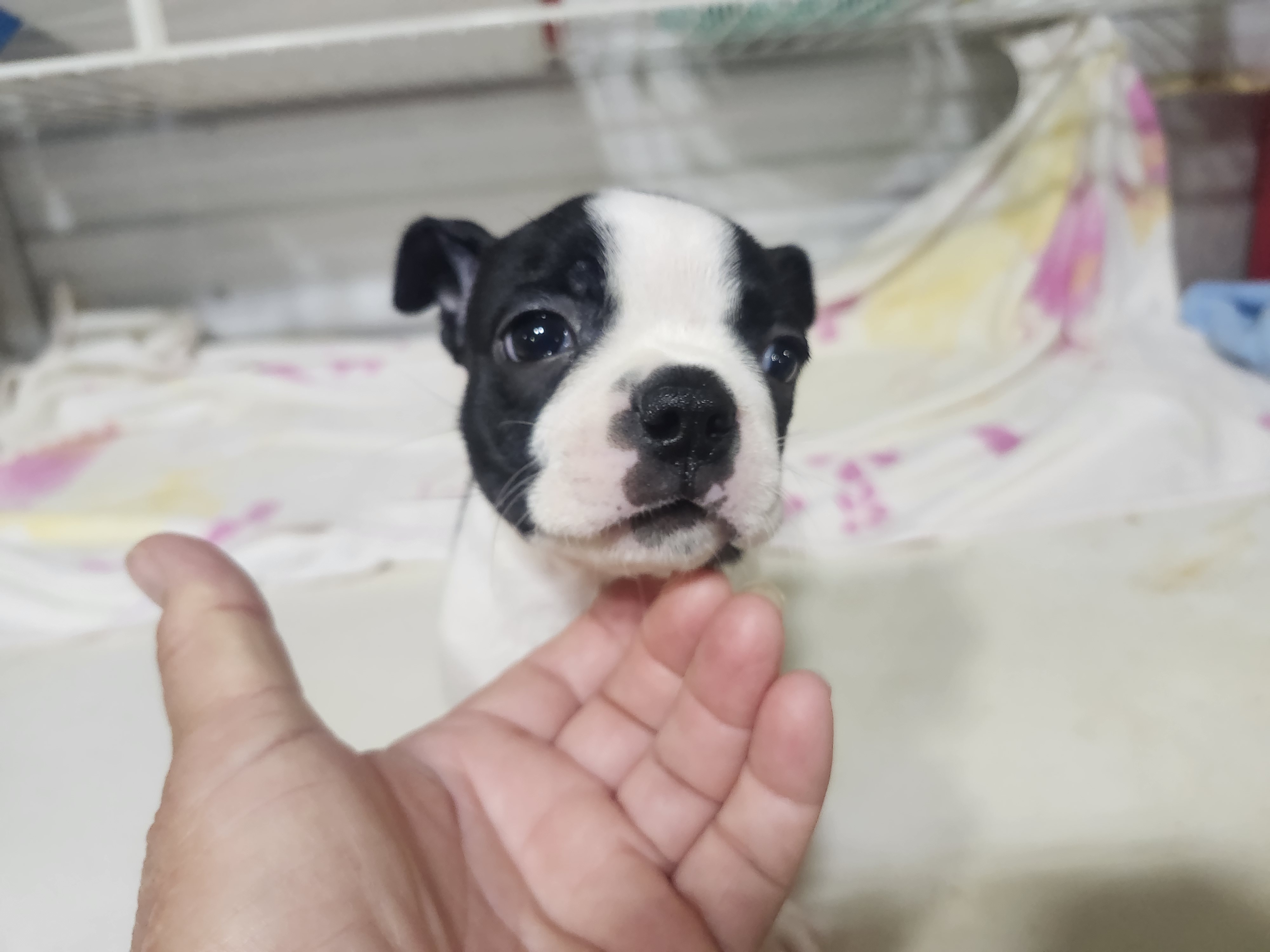 puppy, for, sale, Boston Terrier, Gayle  Baker, dog, breeder, Minneapolis, KS, dog-breeder, puppy-for-sale, forsale, nearby, find, puppyfind, locator, puppylocator, aca