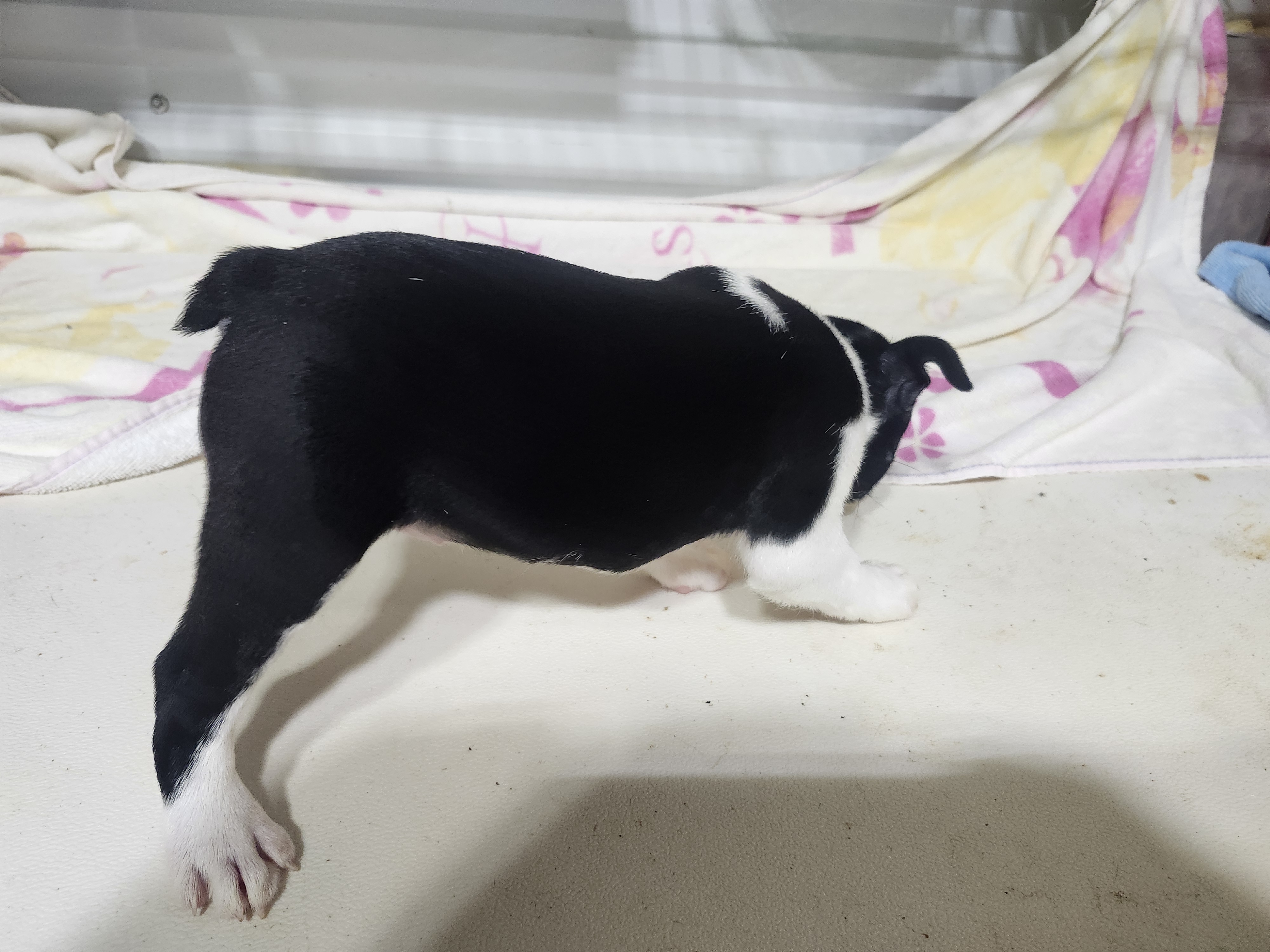puppy, for, sale, Boston Terrier, Gayle  Baker, dog, breeder, Minneapolis, KS, dog-breeder, puppy-for-sale, forsale, nearby, find, puppyfind, locator, puppylocator, aca