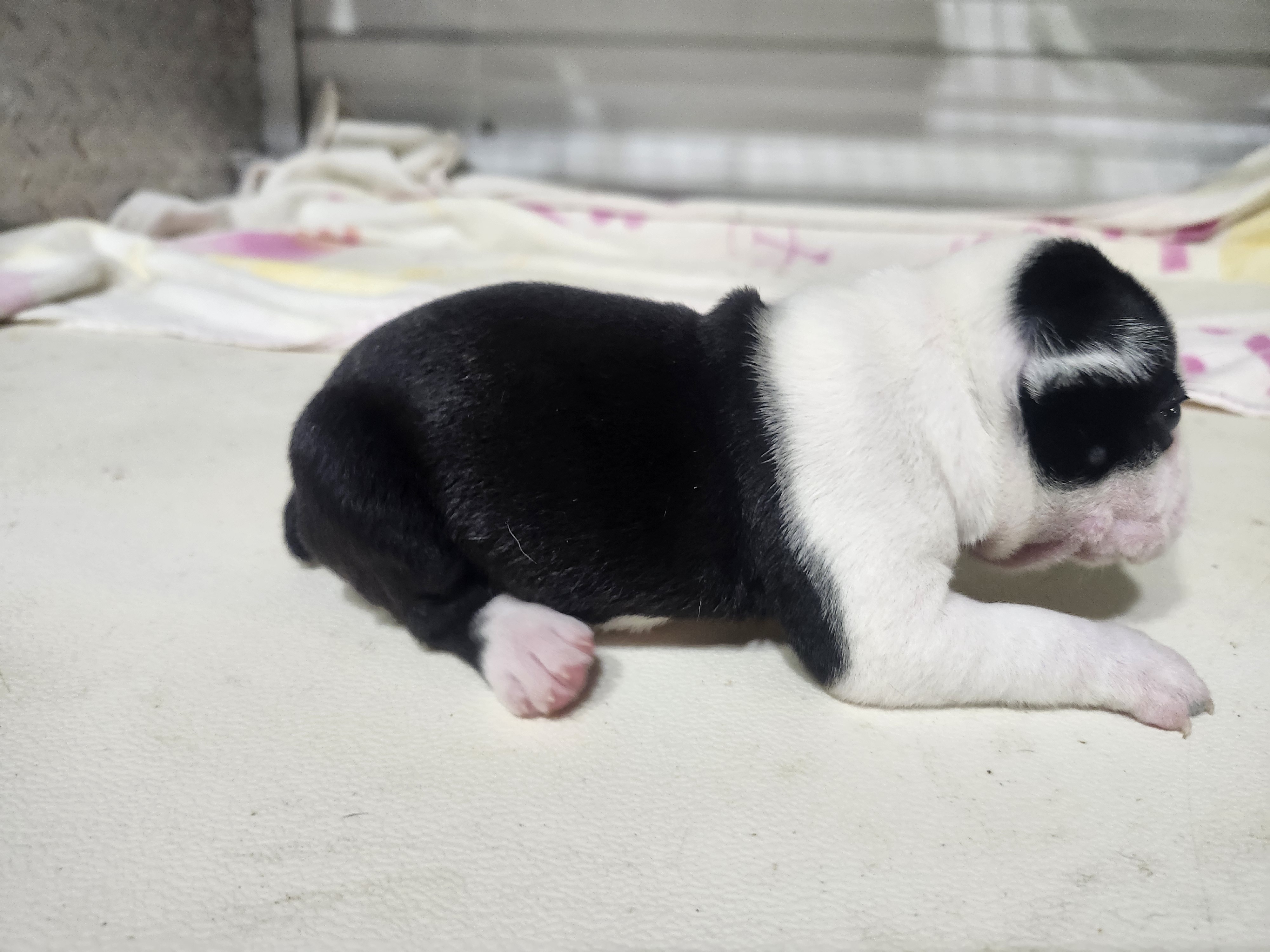 puppy, for, sale, Boston Terrier, Gayle  Baker, dog, breeder, Minneapolis, KS, dog-breeder, puppy-for-sale, forsale, nearby, find, puppyfind, locator, puppylocator, aca