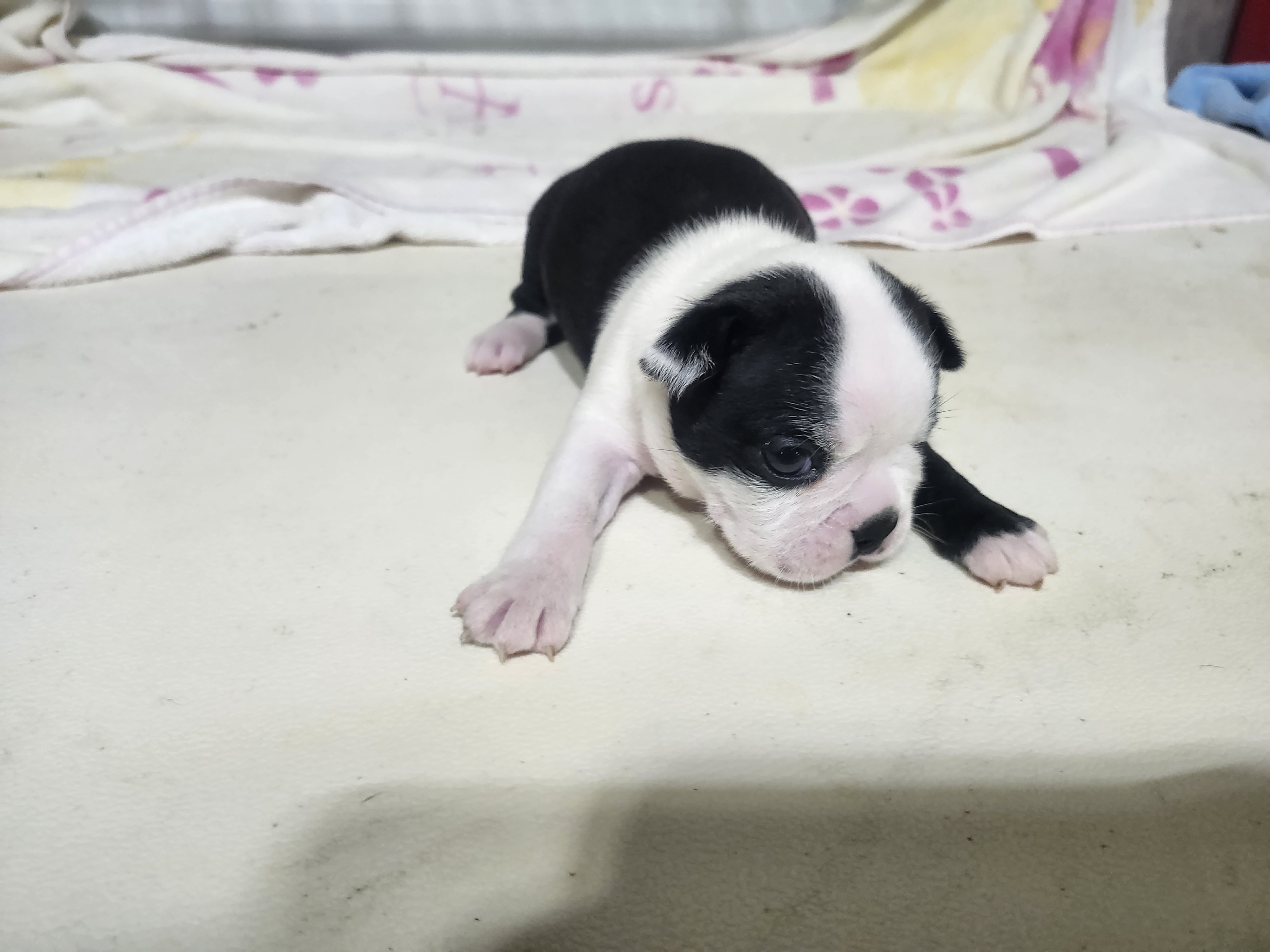 puppy, for, sale, Boston Terrier, Gayle  Baker, dog, breeder, Minneapolis, KS, dog-breeder, puppy-for-sale, forsale, nearby, find, puppyfind, locator, puppylocator, aca