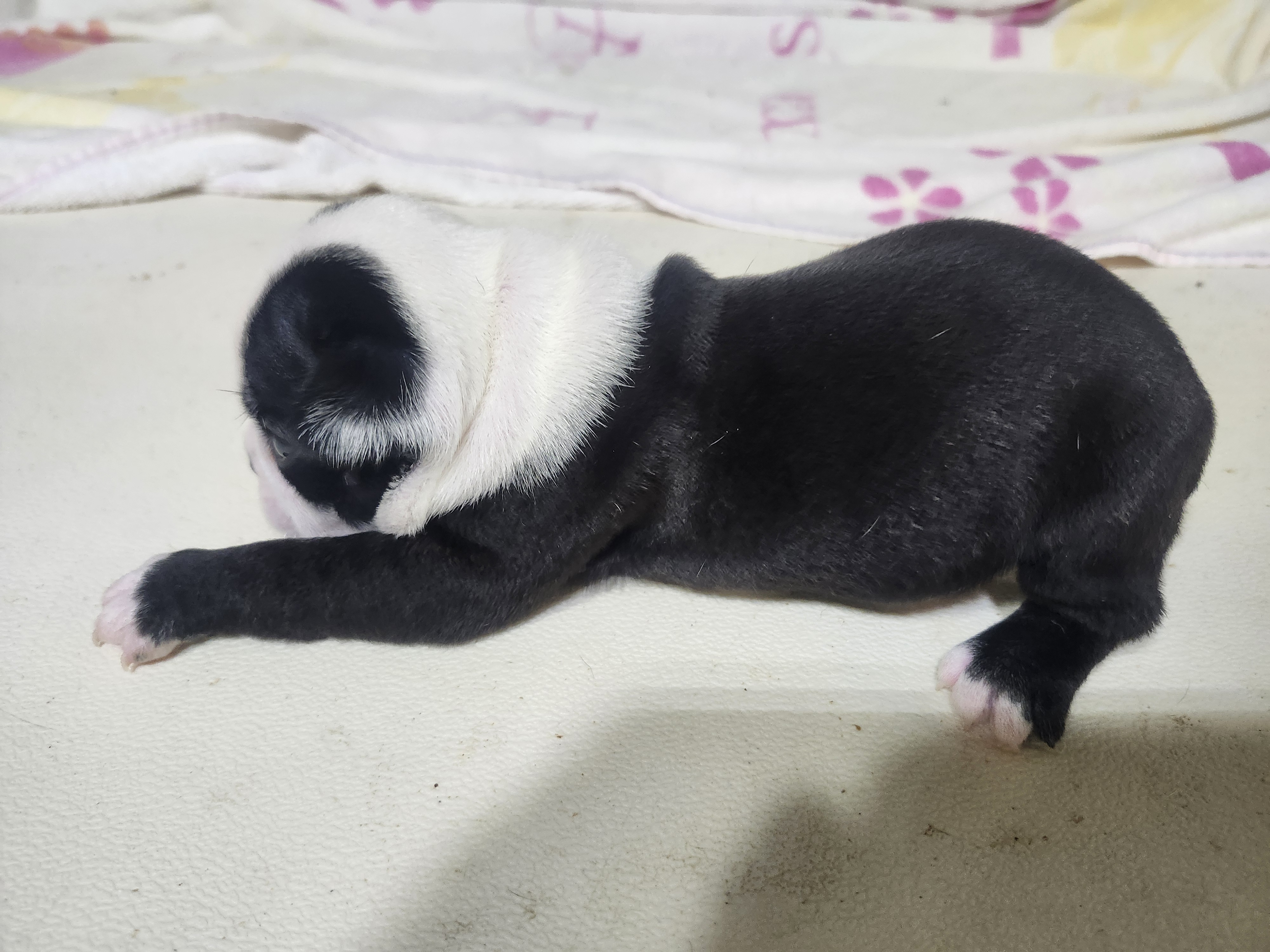 puppy, for, sale, Boston Terrier, Gayle  Baker, dog, breeder, Minneapolis, KS, dog-breeder, puppy-for-sale, forsale, nearby, find, puppyfind, locator, puppylocator, aca