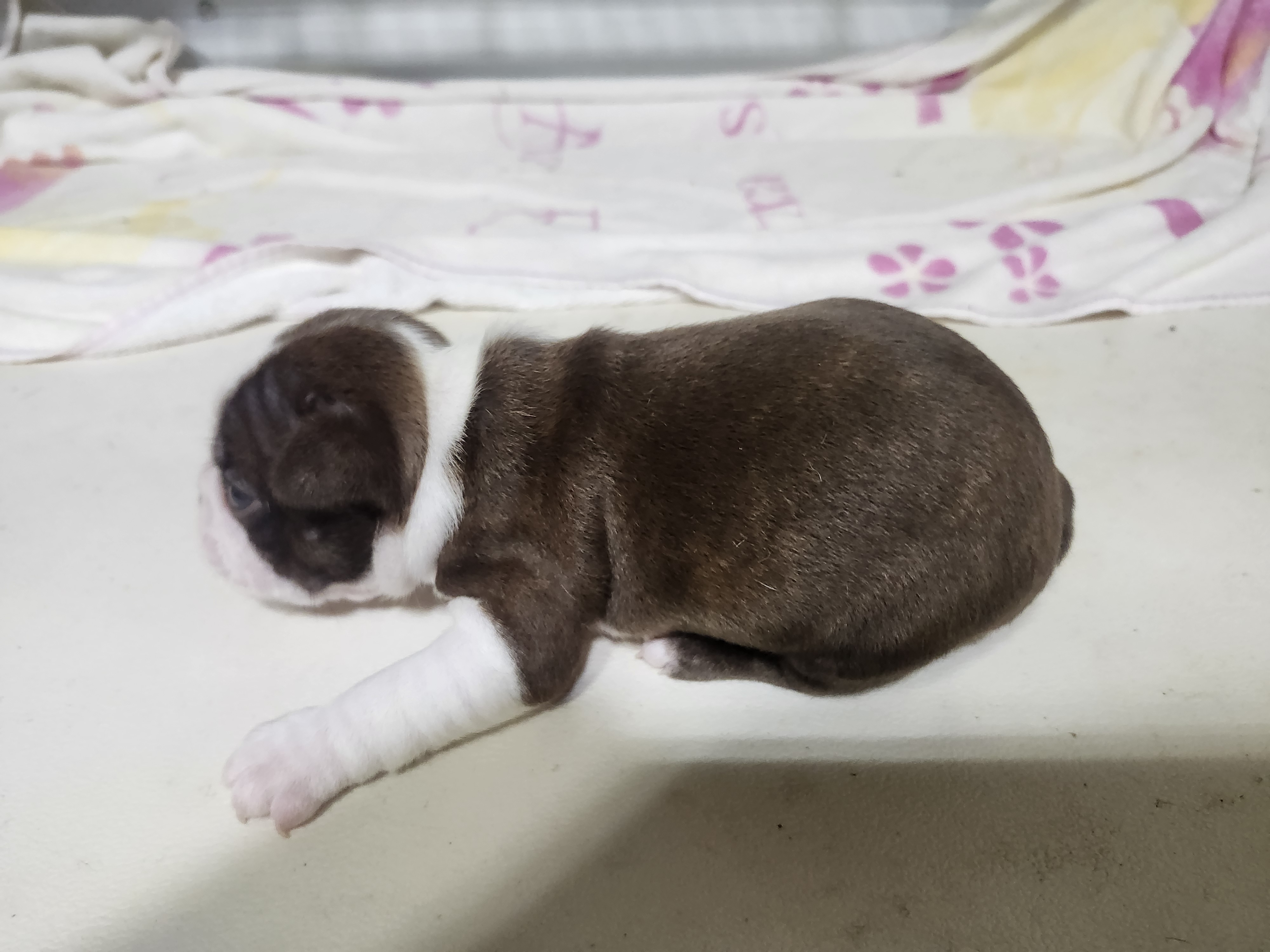 puppy, for, sale, Boston Terrier, Gayle  Baker, dog, breeder, Minneapolis, KS, dog-breeder, puppy-for-sale, forsale, nearby, find, puppyfind, locator, puppylocator, aca